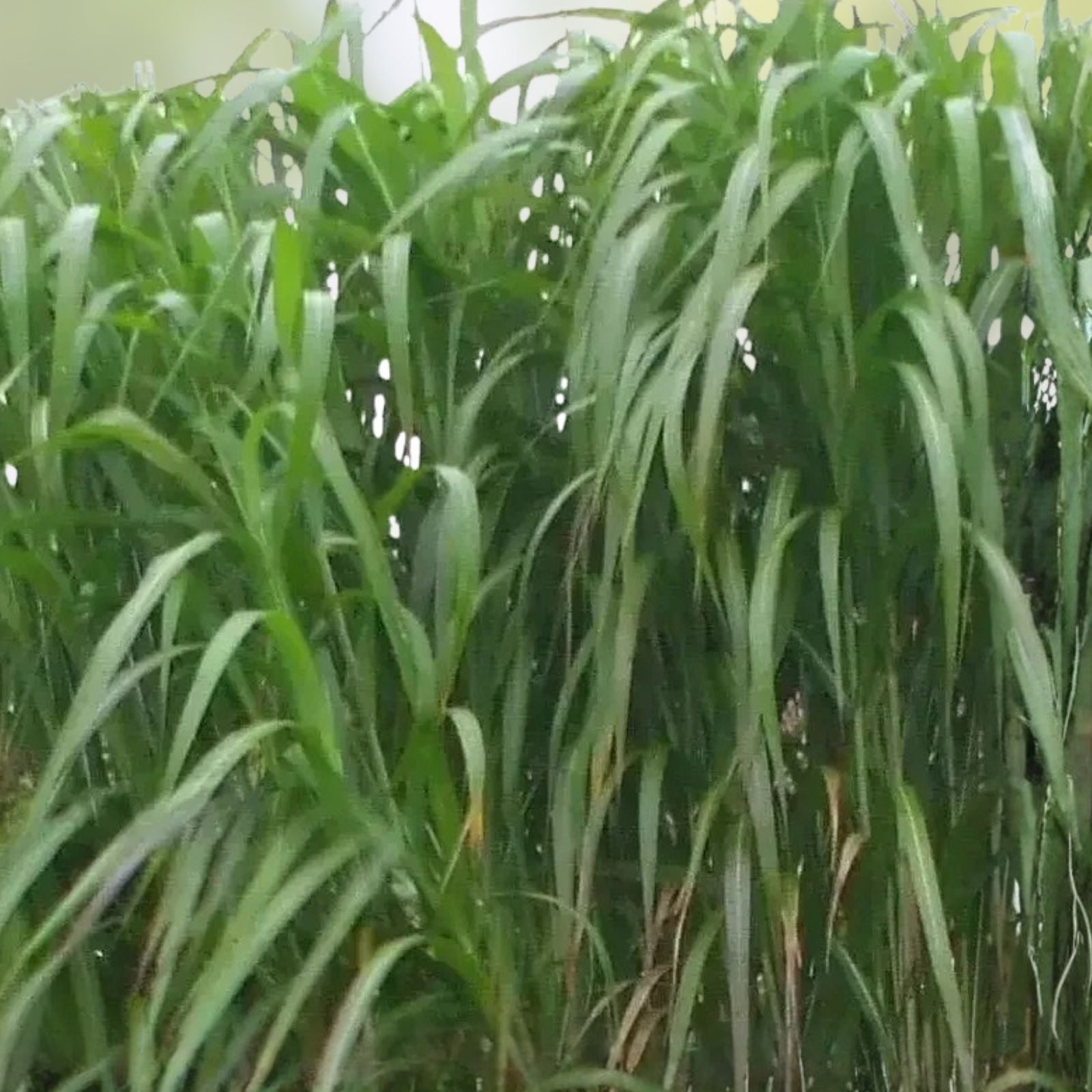 Giant Skyscraper Grass Seeds - 100 Seeds - Tallest Ornamental Miscanthus giganteus - Fast Growing Tall Grass for Landscaping