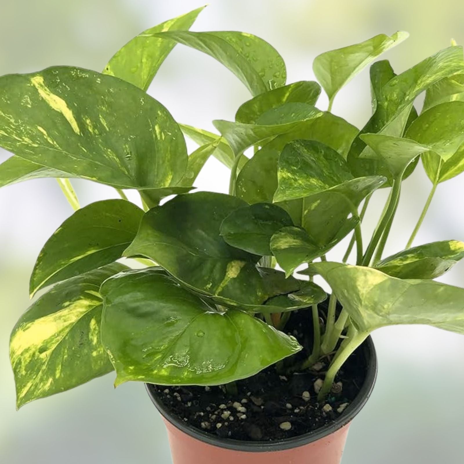 Rooted Green Pothos Cuttings - Epipremnum aureum - Easy Care Indoor Houseplant for Decor