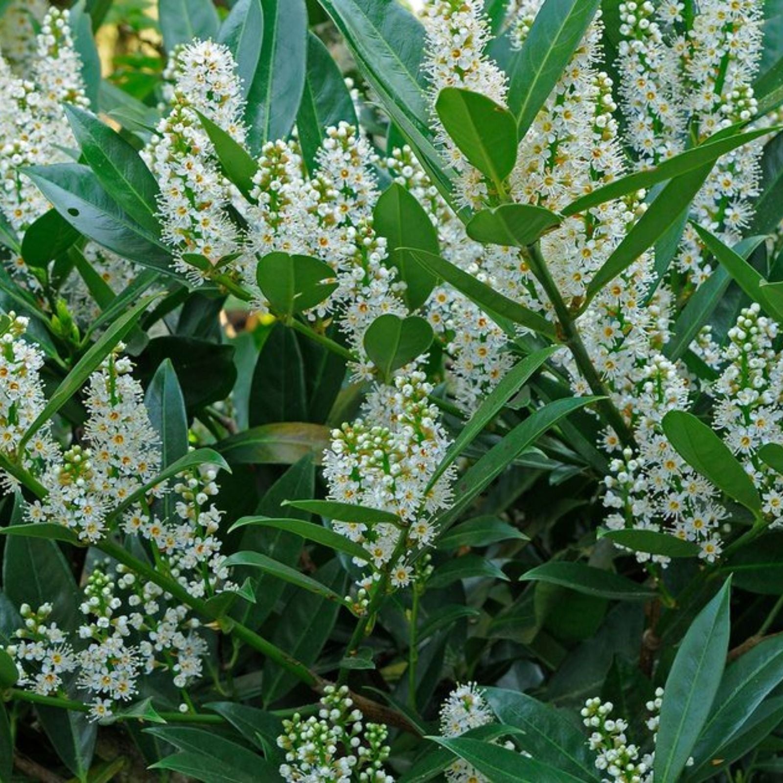 20 Fresh Cherry Laurel Cuttings 6-8" for Rooting Shrubs Hedges Privacy Prunus laurocerasus