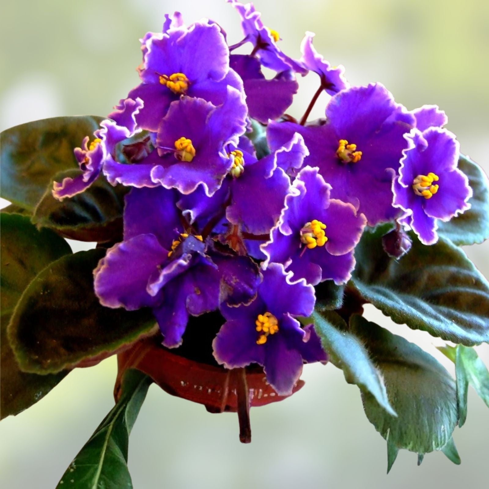 African Violet Leaf Bundle - Set of 5 Unique Cuttings - Gesneriaceae Indoor Plant Decor Gardening Supplies