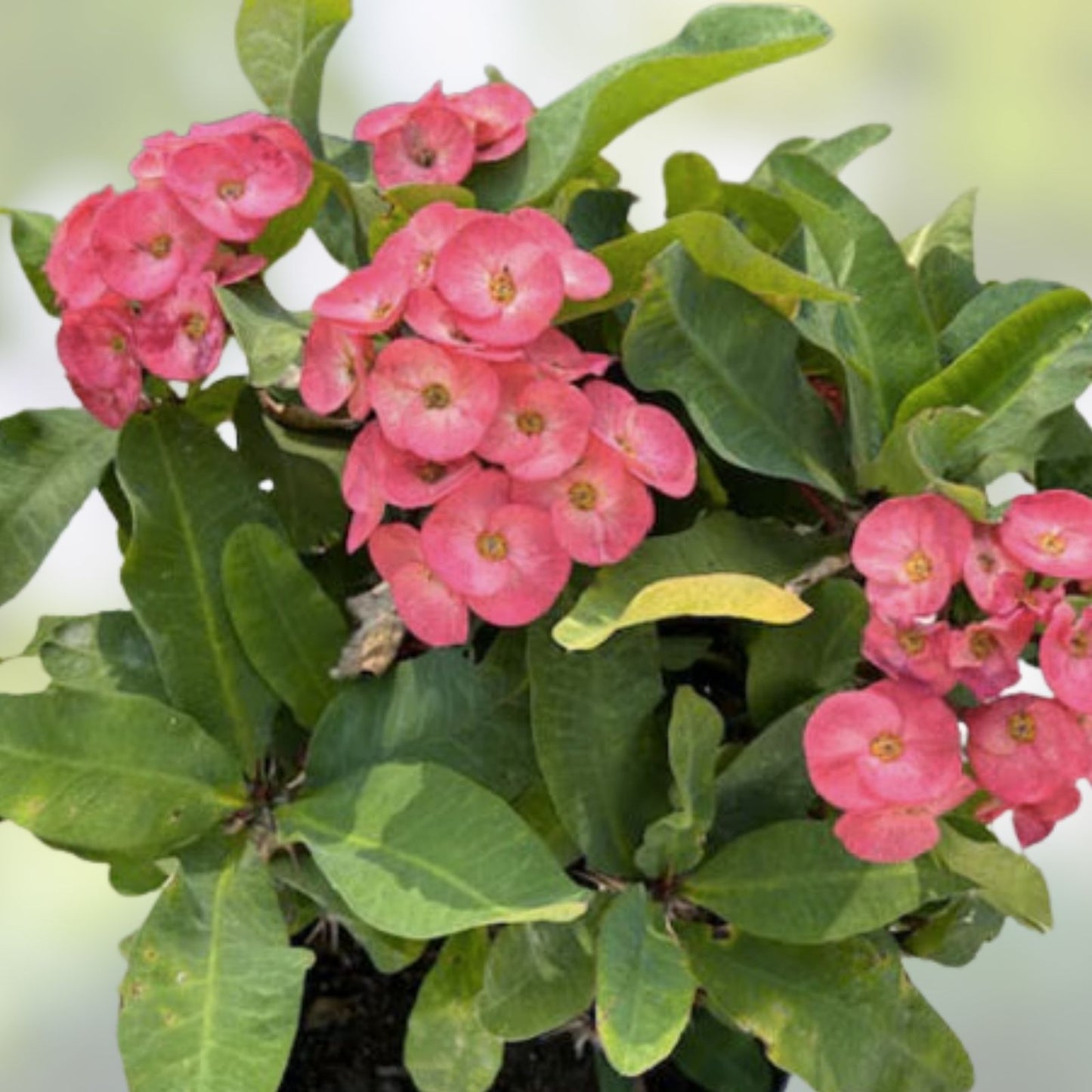 Thai Hybrid Crown of Thorns Cutting - Large Bloom Euphorbia milii 'Mandy' Rooted Plant - Succulent Indoor Garden Accessory