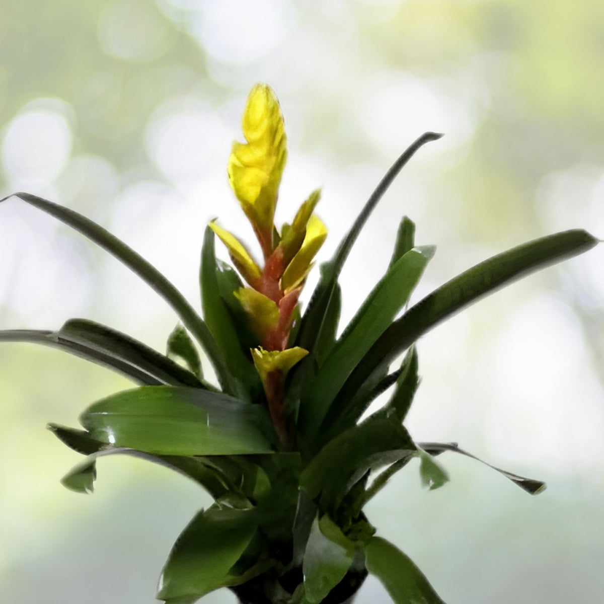 Bromeliad Plant 6 Inch Pot Guzmania Hasta La Vista Green Foliage Yellow Orange Flowers Guzmania Hasta La Vista