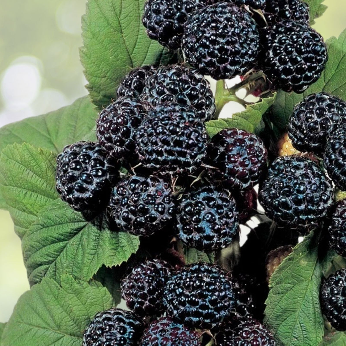 Jewel Black Raspberry Plant - Live Rooted Starter Plant - Midseason - Rubus idaeus - Zones 4-8