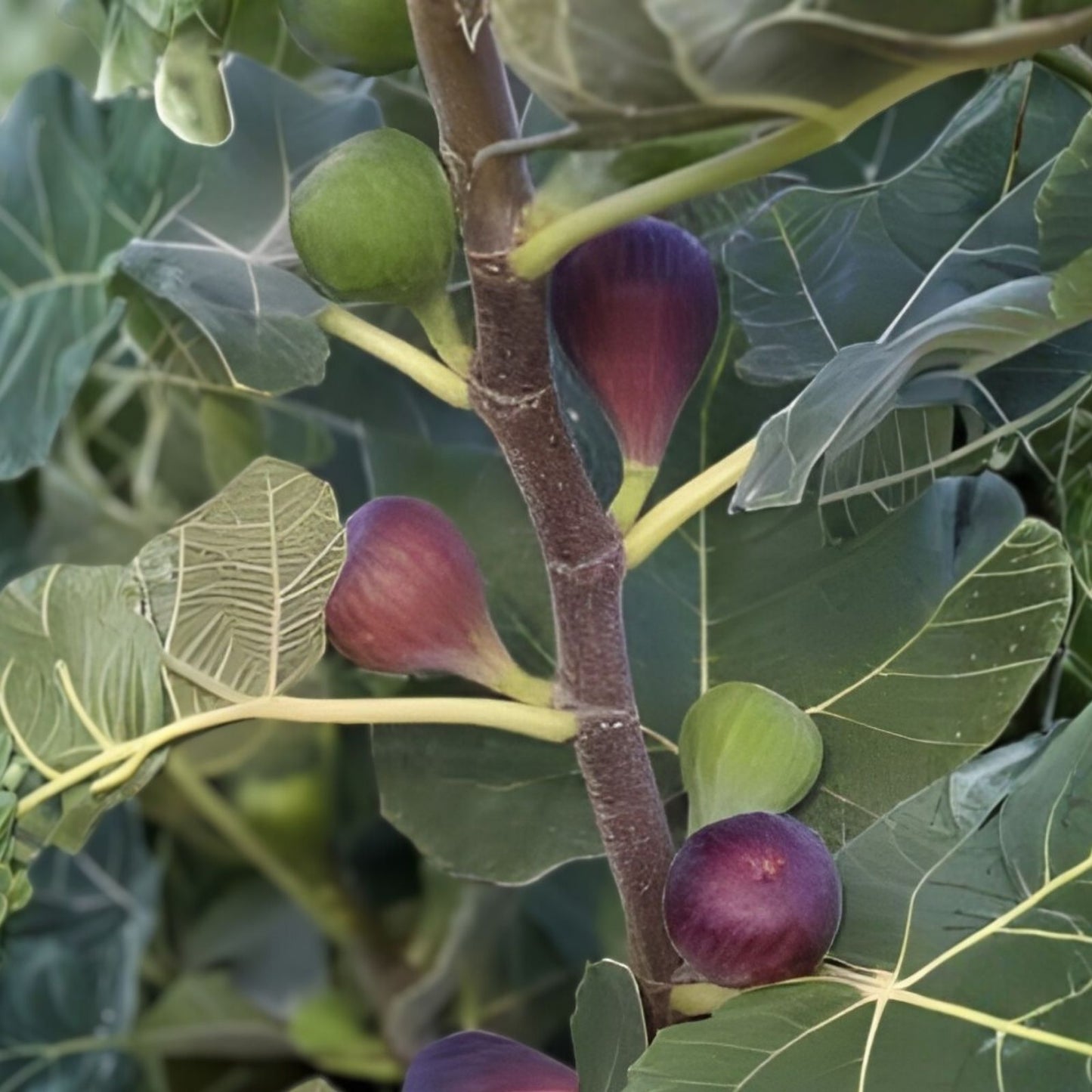Chicago Hardy Fig Live Plant - 4 Inch Pot - Edible Fruit Tree - Ficus carica - Container Plant