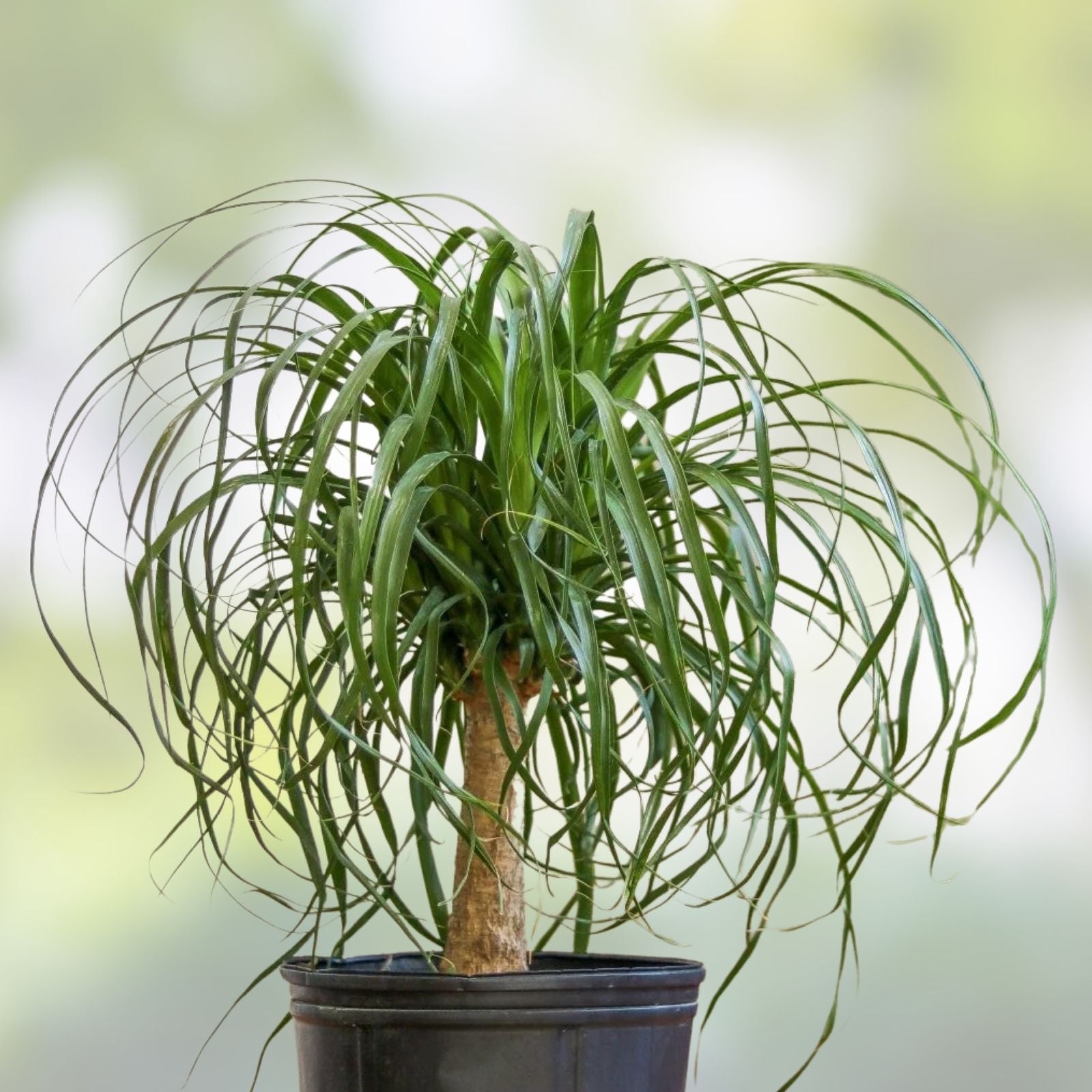 Ponytail Palm Seeds 20 Pack - Beaucarnea Recurvata - Exotic Indoor Houseplant Seeds for Gardening