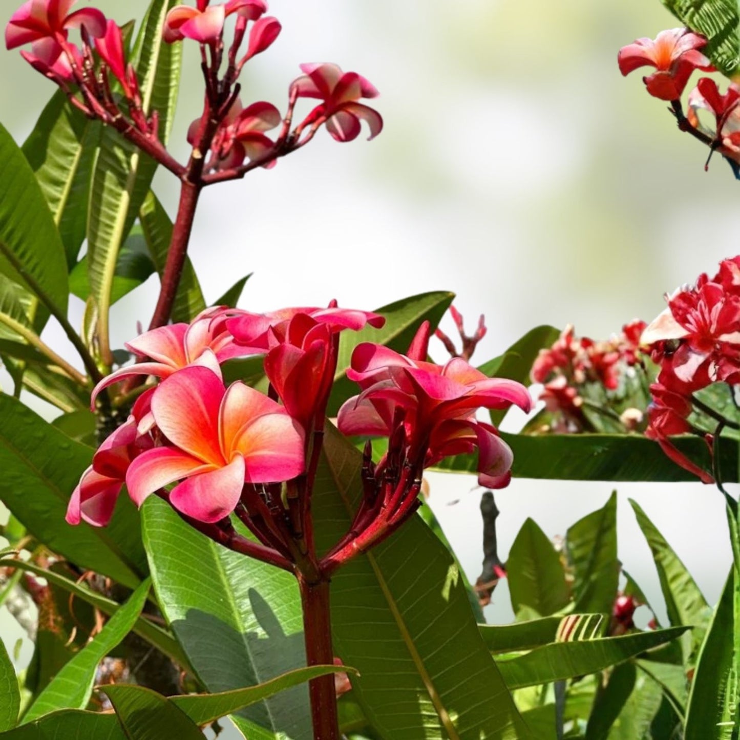 Rooted Plumeria Plant Cutting - Fruit Punch Variety - 15 Inches - Plumeria rubra - Tropical Flowering Plant