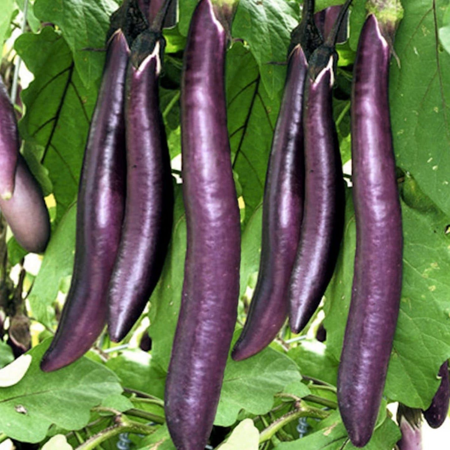 Eggplant Seeds for Planting, 250 Long Purple Solanum melongena, Home Garden Outdoor, Vegetable Seeds