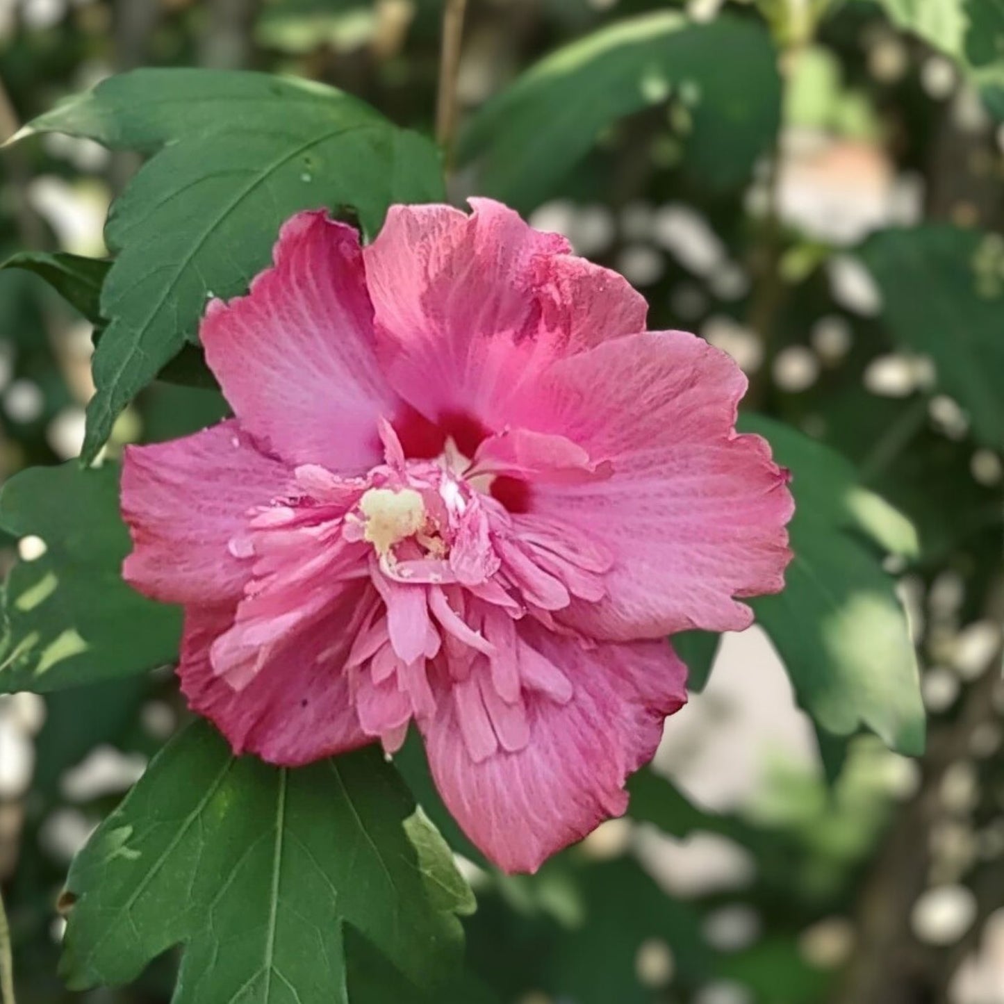 Hibiscus Cuttings 10 Assorted Colors Hardy Hibiscus Hibiscus Syriacus Unrooted Plant Cuttings