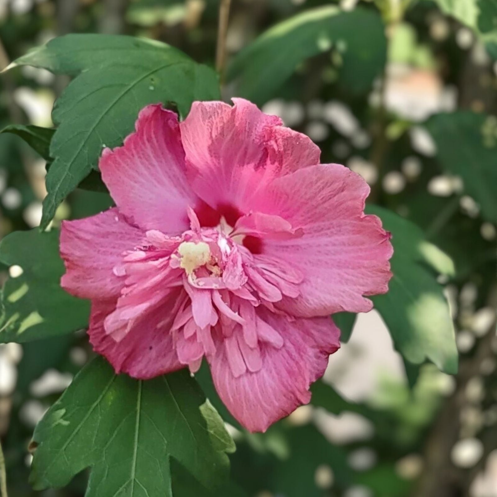 Hibiscus Cuttings 10 Assorted Colors Hardy Hibiscus Hibiscus Syriacus Unrooted Plant Cuttings