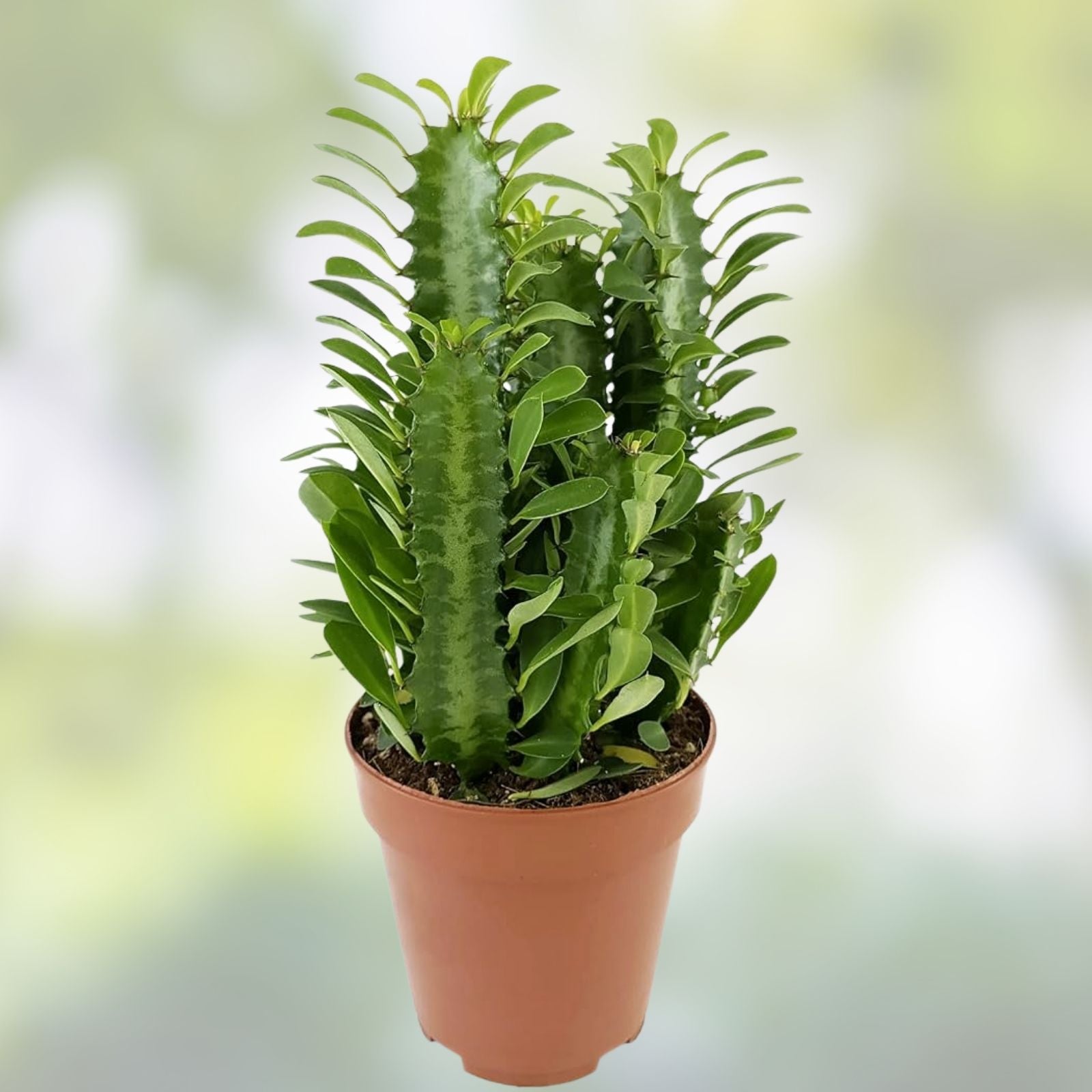 Euphorbia Trigona Dragon Bone Cactus Cuttings – 2 Pieces, Unique Elkhorn Variety, Succulent Plant, Easy Care, Indoor Garden