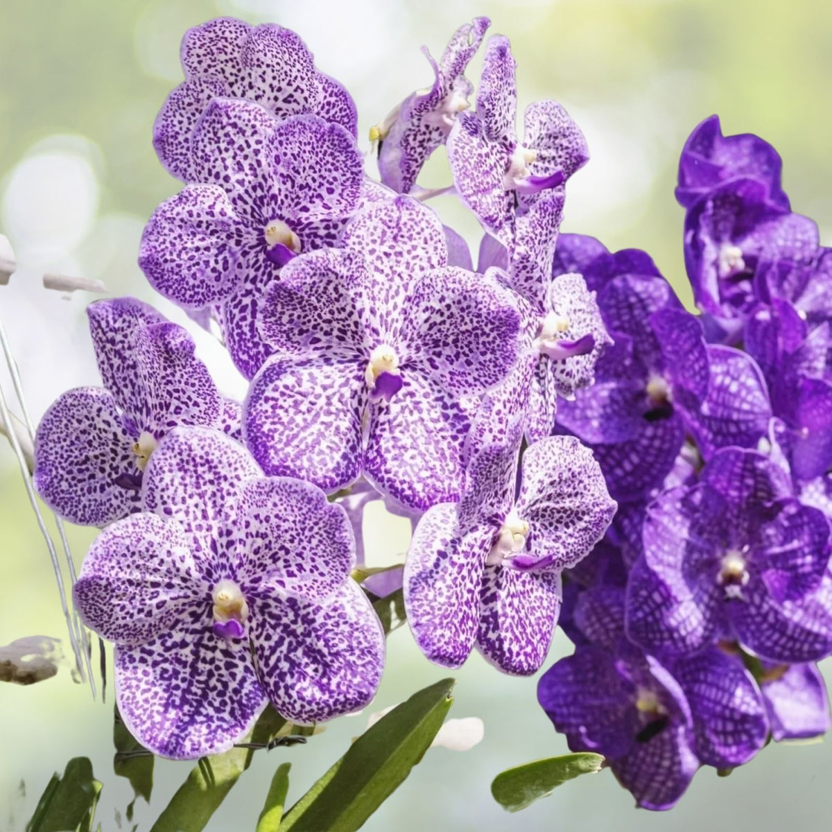 Vanda Orchid Plant - Chaopraya Violet - Lime Green Flowers with White Lip - Vanda spp. - Easy Care Indoor Blooming Plant