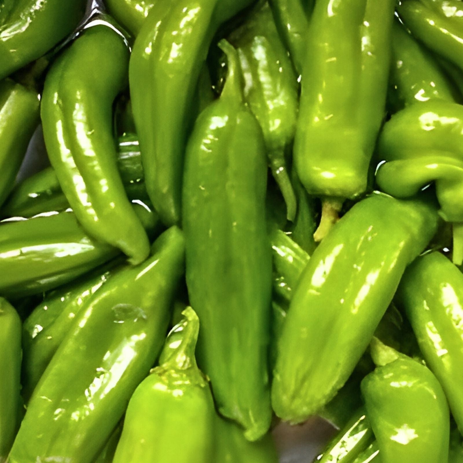 Anaheim Pepper Seeds 500 Count Heirloom Mildly Spicy Non-GMO Capsicum annuum Vegetable Seeds
