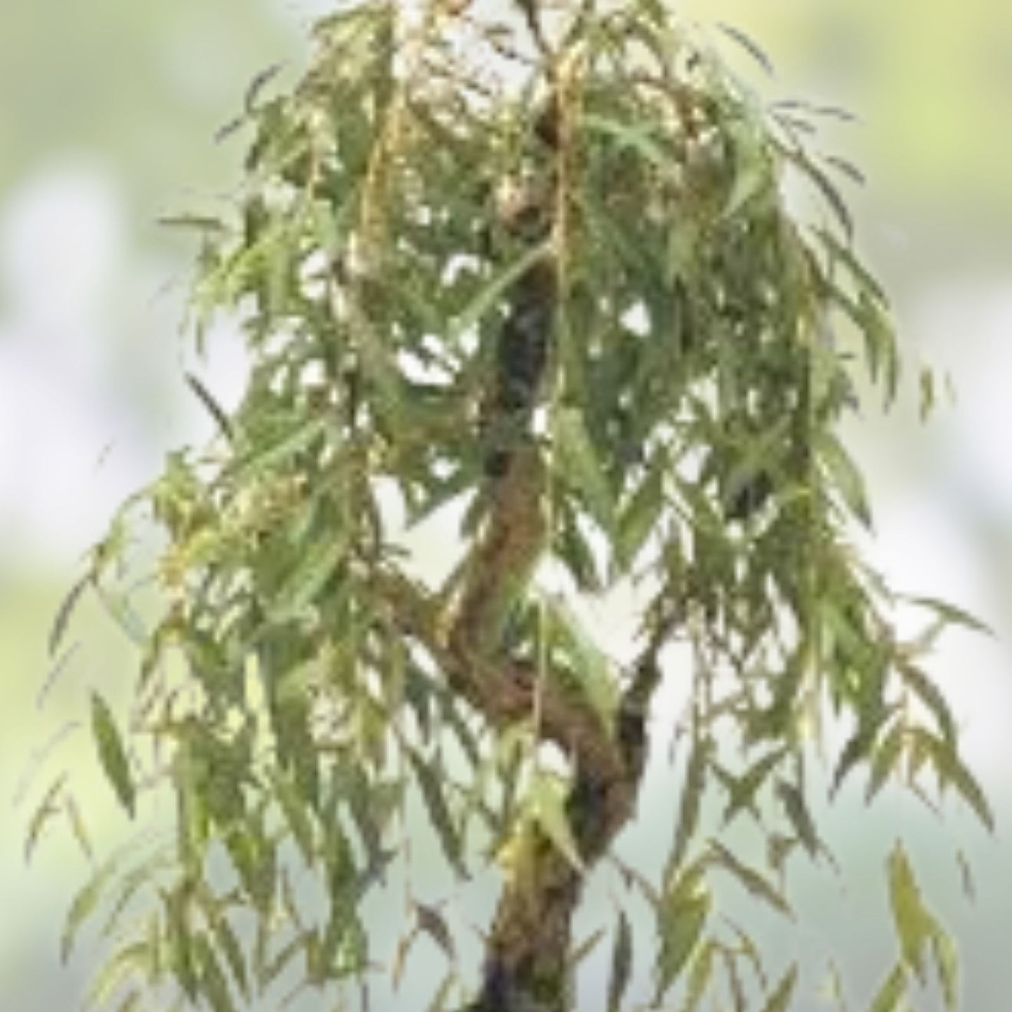 Weeping Willow Bonsai Tree Cutting - Gold Bark, Vibrant Green Foliage - Salix babylonica