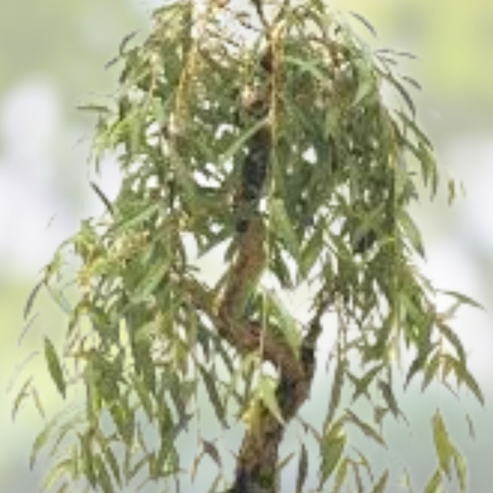 Weeping Willow Bonsai Tree Cutting - Gold Bark, Vibrant Green Foliage - Salix babylonica