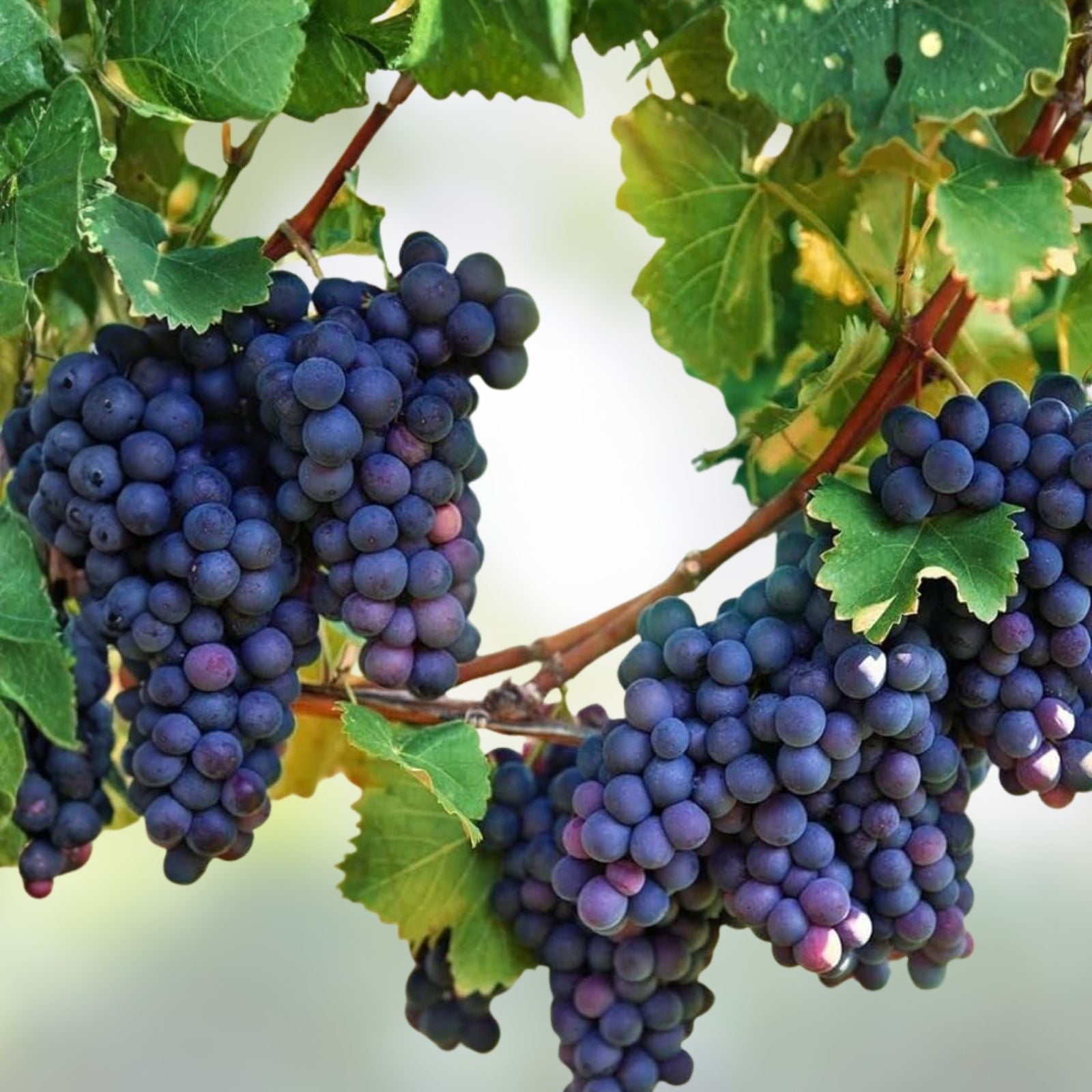 Wine Grape Vine Seeds 50 Count for Planting Vitis vinifera, USA-shipped, Ideal for Home Garden and Vineyard Cultivation