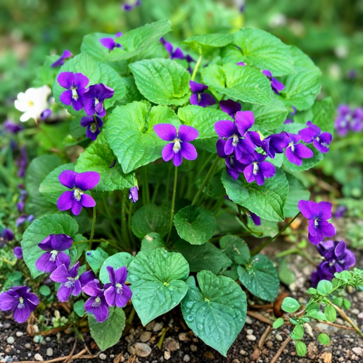 Purple Wild Violet Rhizomes 30+ Bareroot Organic Viola Odorata Edible Perennial Herbaceous Plant