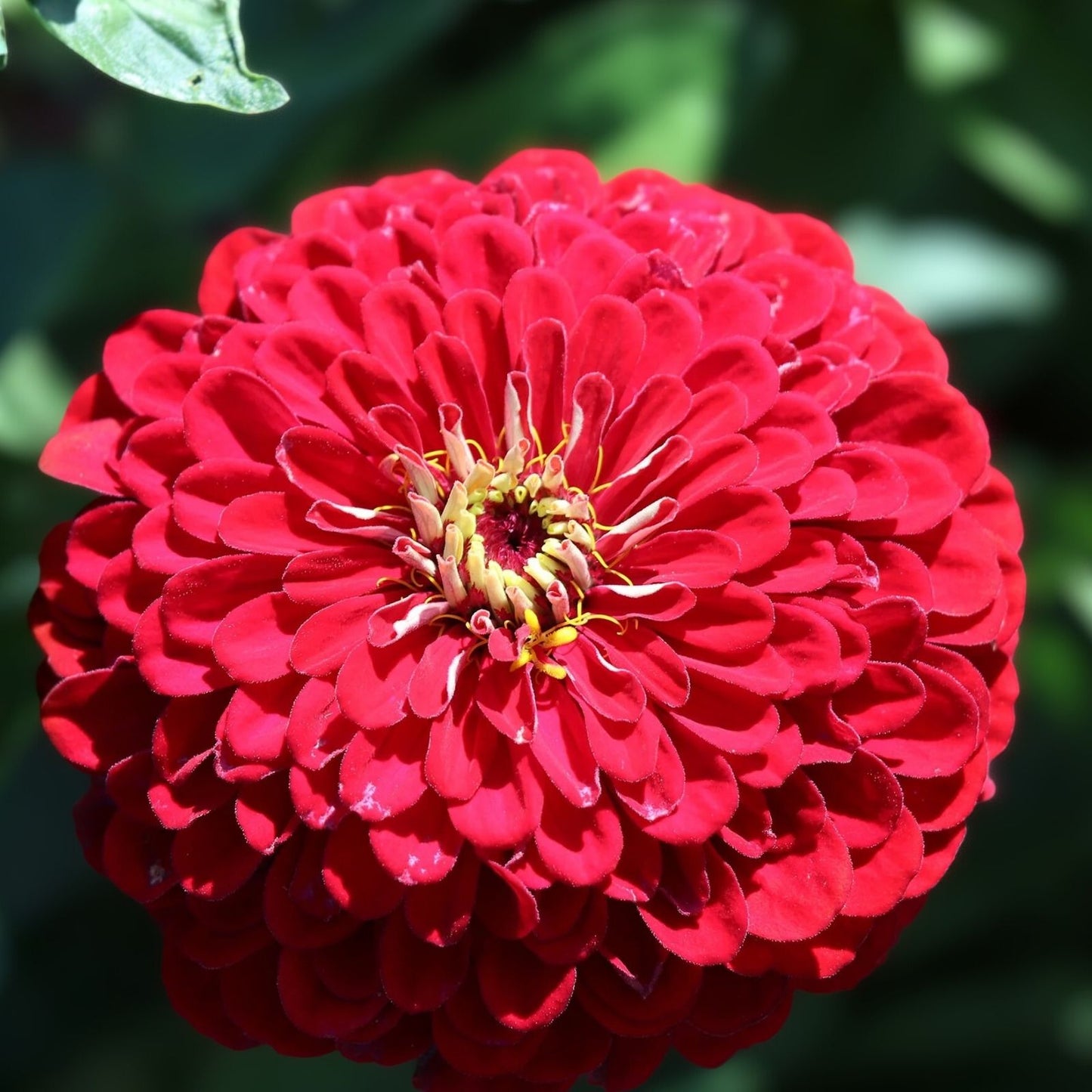 Zinnia Seeds - Dahlia Flowered Meteor Red - Vibrant Annual Flower Seeds for Garden and Containers - Zinnia elegans