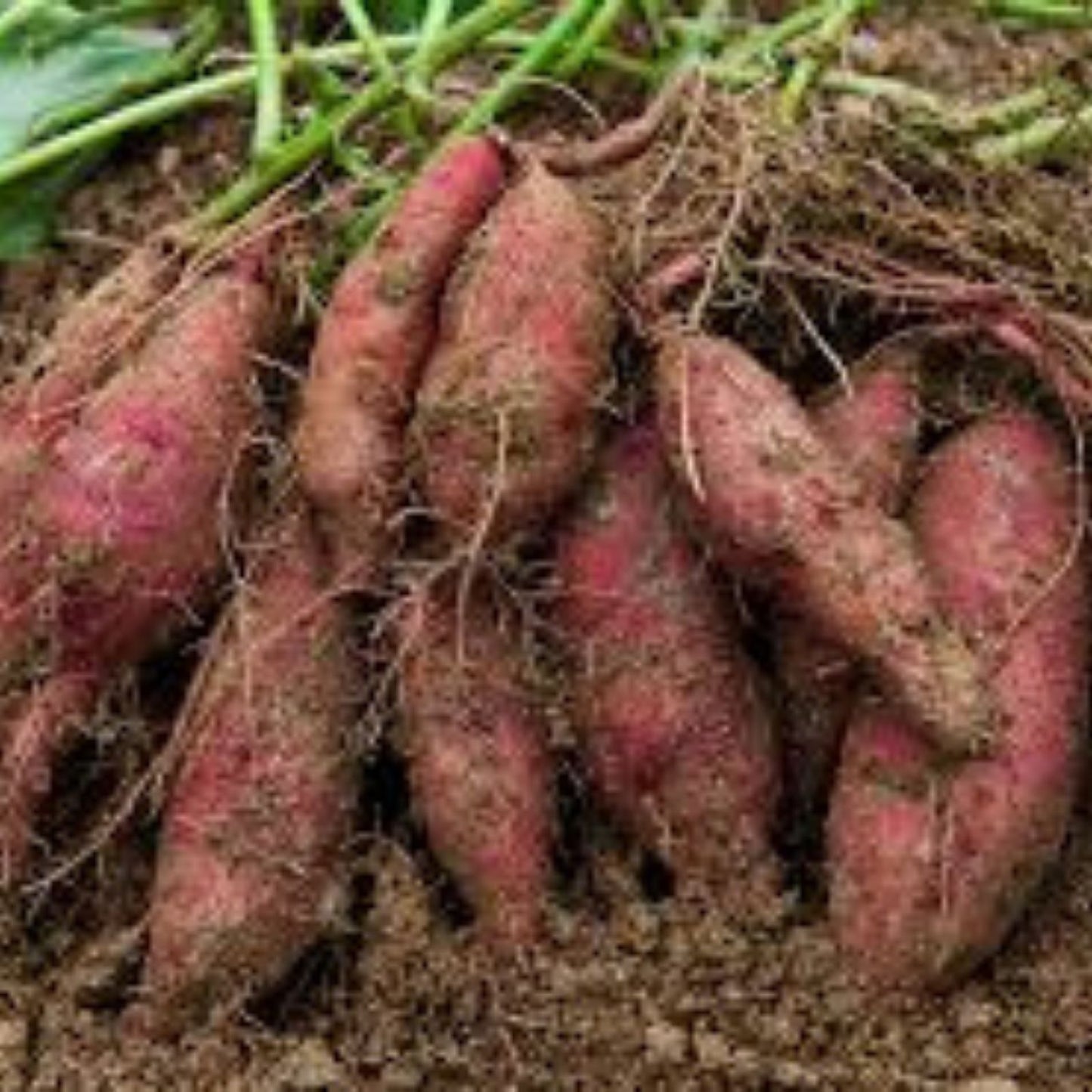 Rooted Sweet Potato Slips 15 Cuttings for Planting Ipomoea batatas Organic Vegetative Propagation