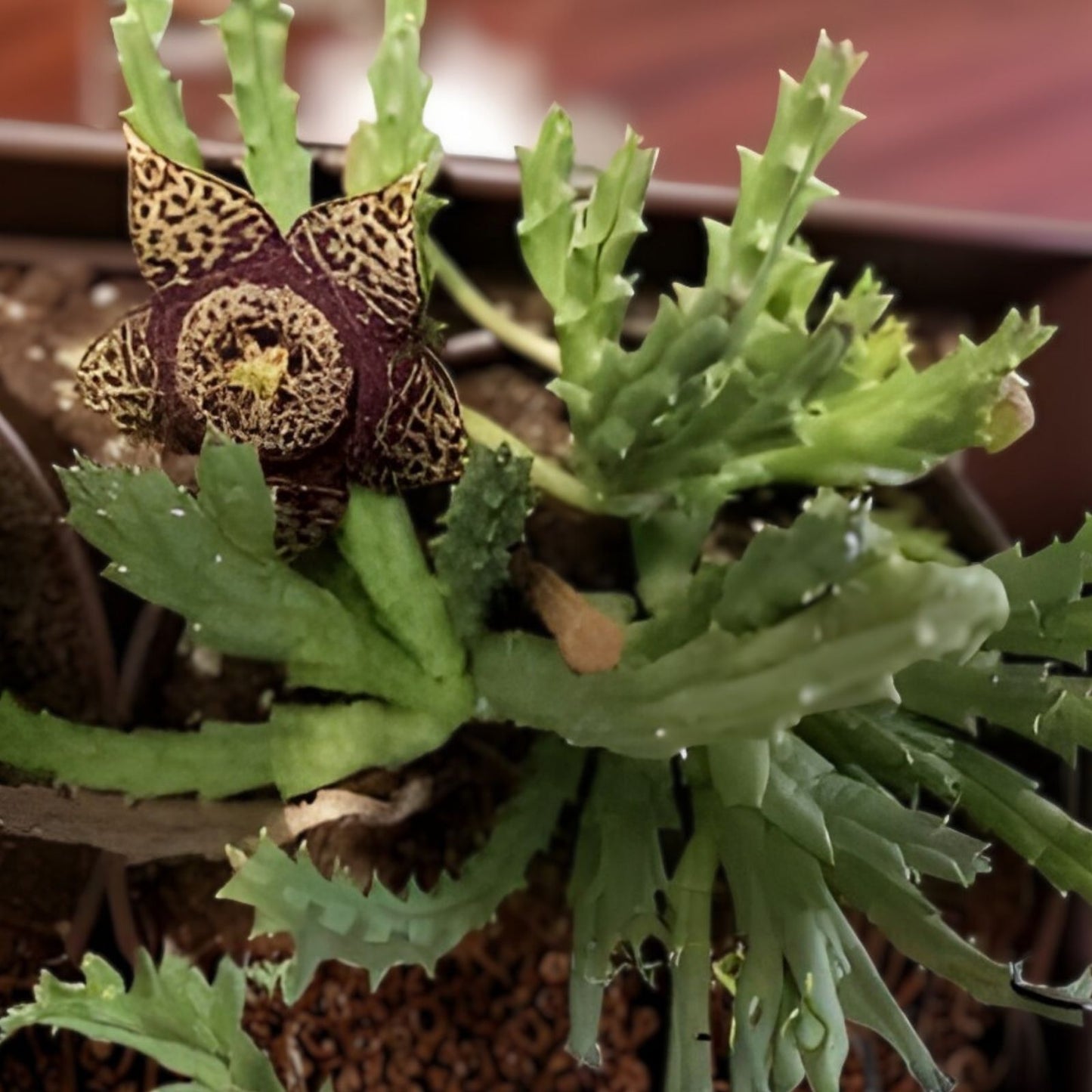 Unroot Stapelia Variegata Succulent Plant – Orbea Starfish Carrion Toad Cactus, Unique Low Maintenance Houseplant