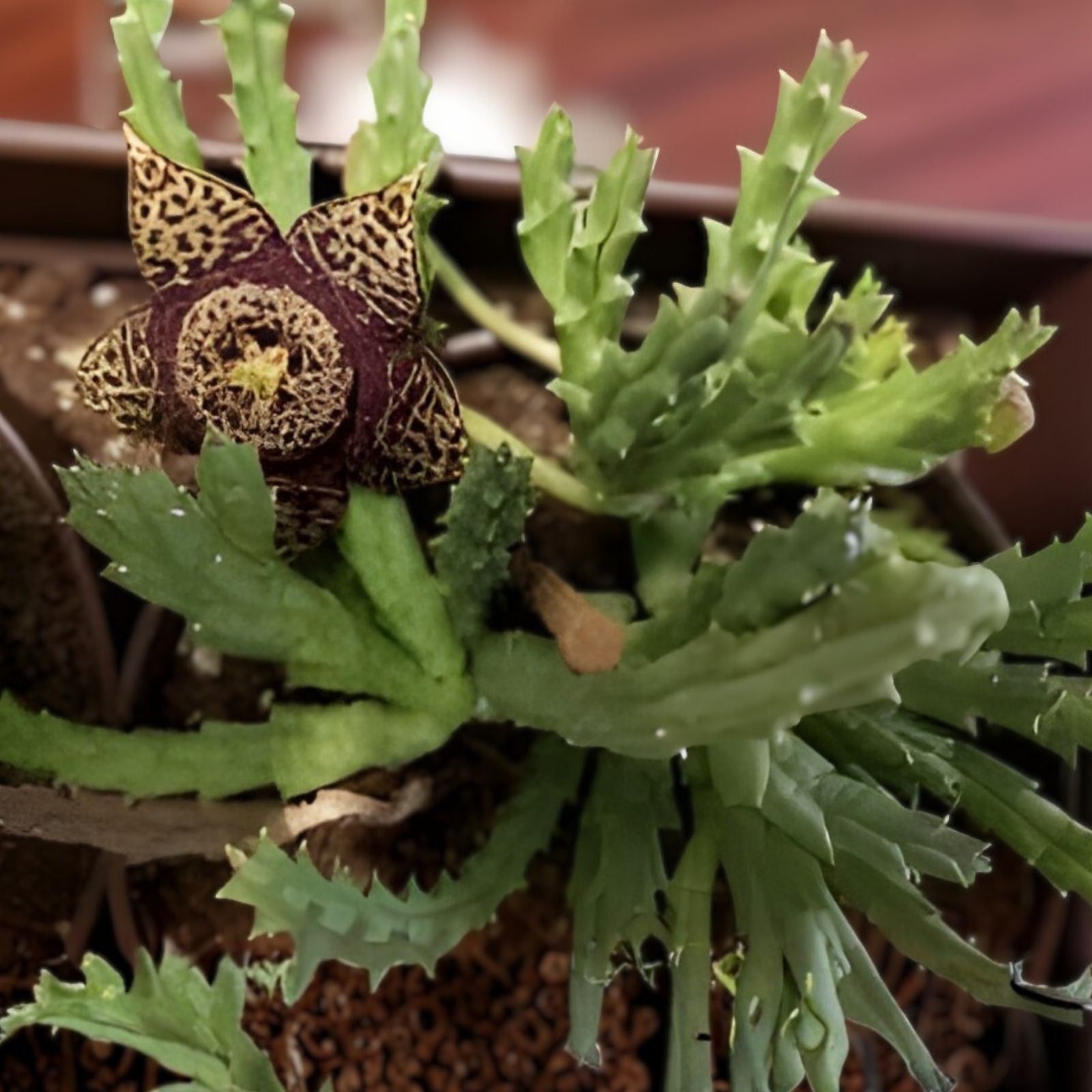 Unroot Stapelia Variegata Succulent Plant – Orbea Starfish Carrion Toad Cactus, Unique Low Maintenance Houseplant