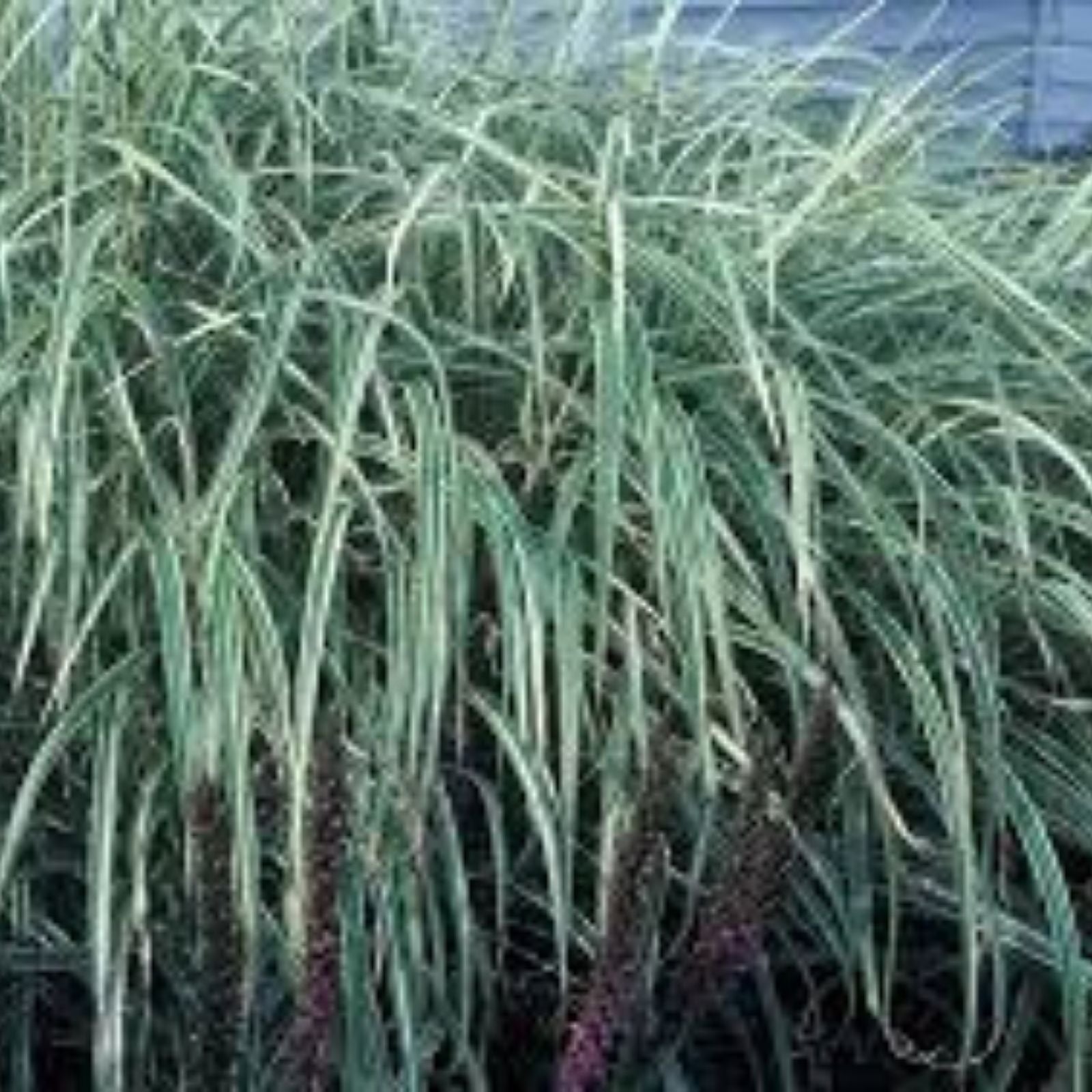 Chinese Silvergrass Seeds - 200+ Seeds for Planting - Ornamental Grass, Miscanthus sinensis, Decorative Grass, Garden, Landscaping