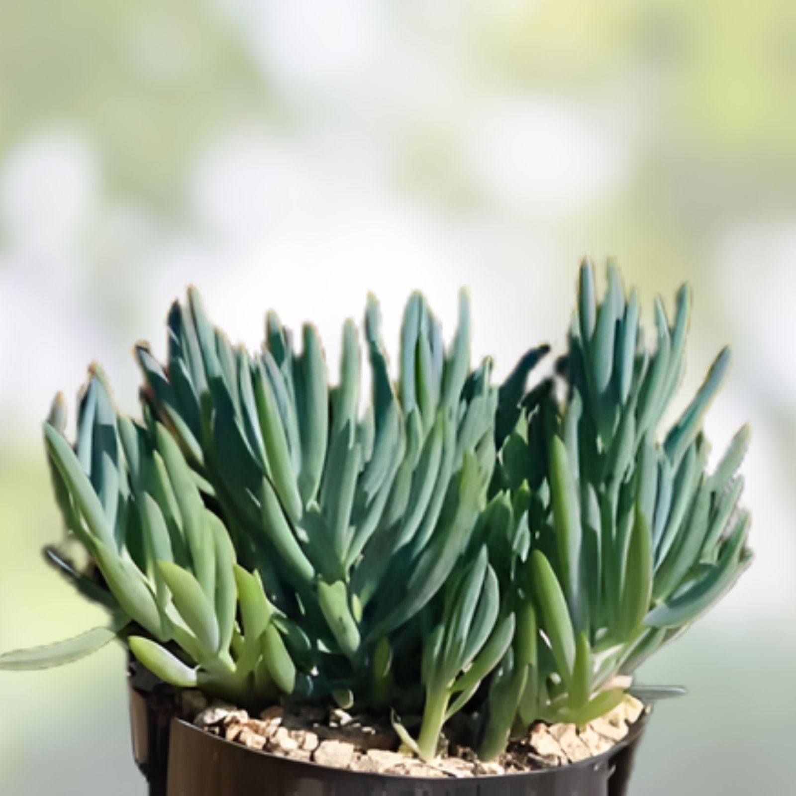 Blue Chalk Sticks Succulent Cutting - Live Plant, Easy Care, Senecio serpens, Rare Blue Foliage, Garden, Indoor Plant