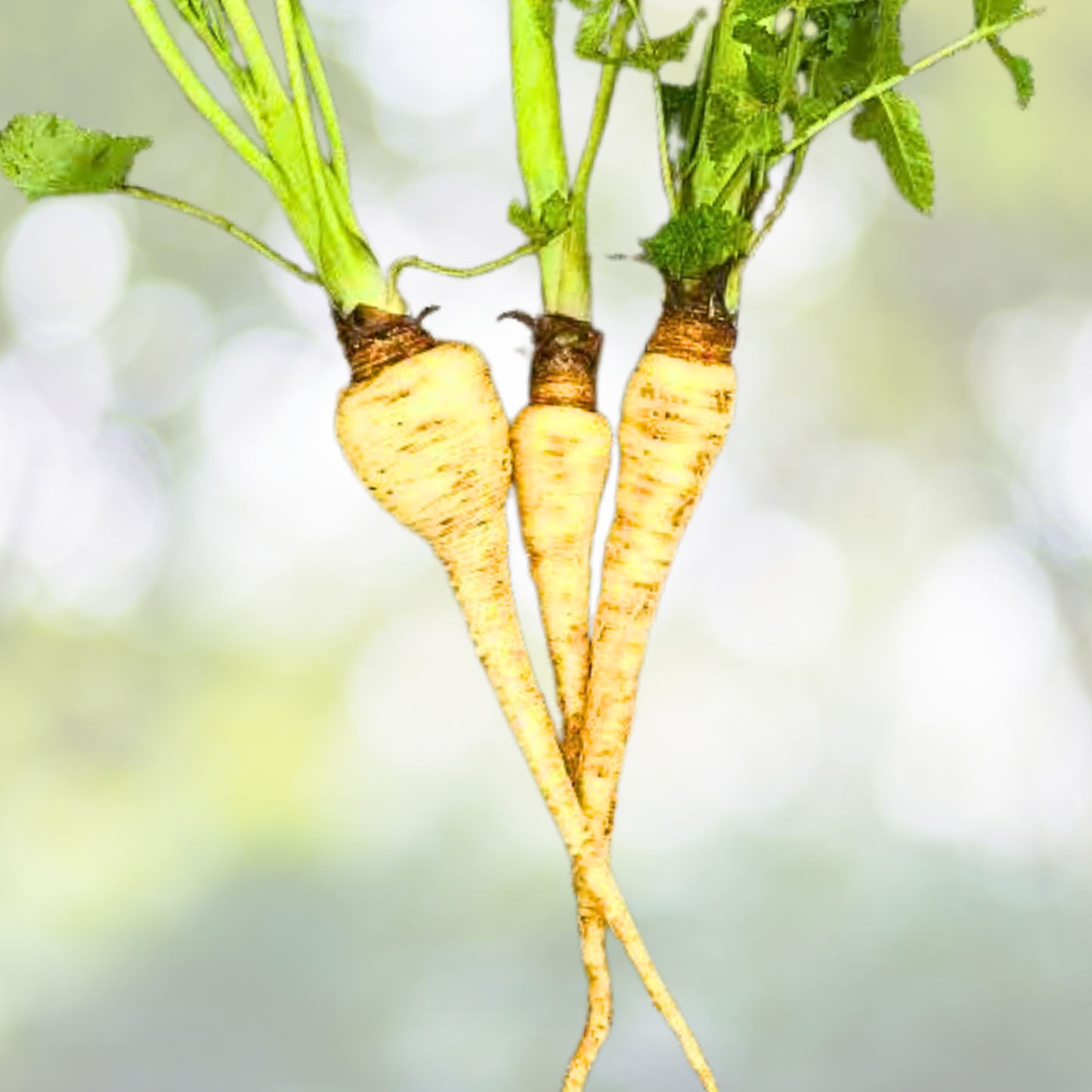 ALL AMERICAN PARSNIP Seeds - 100 Non-GMO Sweet Tender Root Vegetable - Pastinaca sativa