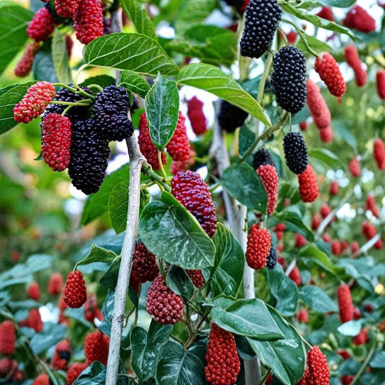 Black Mulberry Tree Cuttings 25 Premium Morus nigra for Planting and Propagation