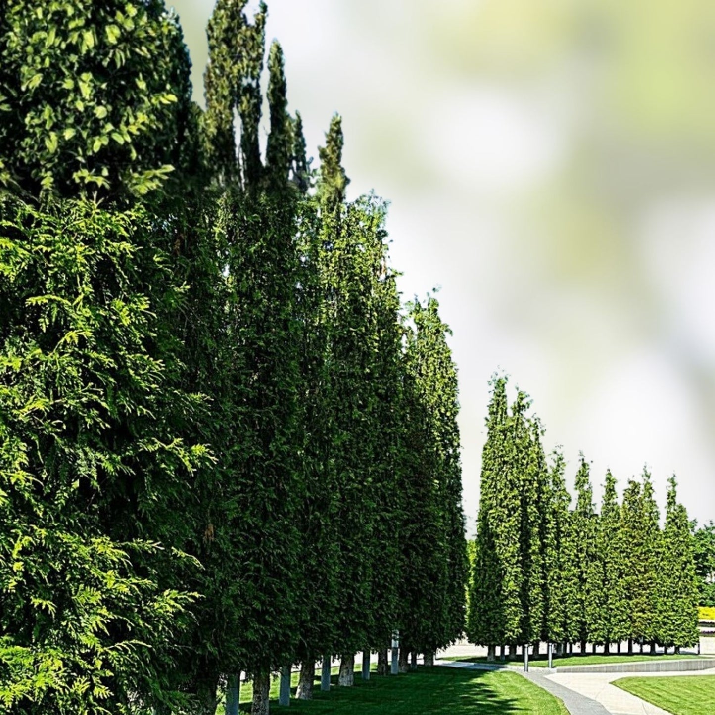 Green Giant Thuja Seeds 30+ Pack | Arborvitae Cedar Tree Seeds | Thuja plicata | Evergreen Landscaping Plant