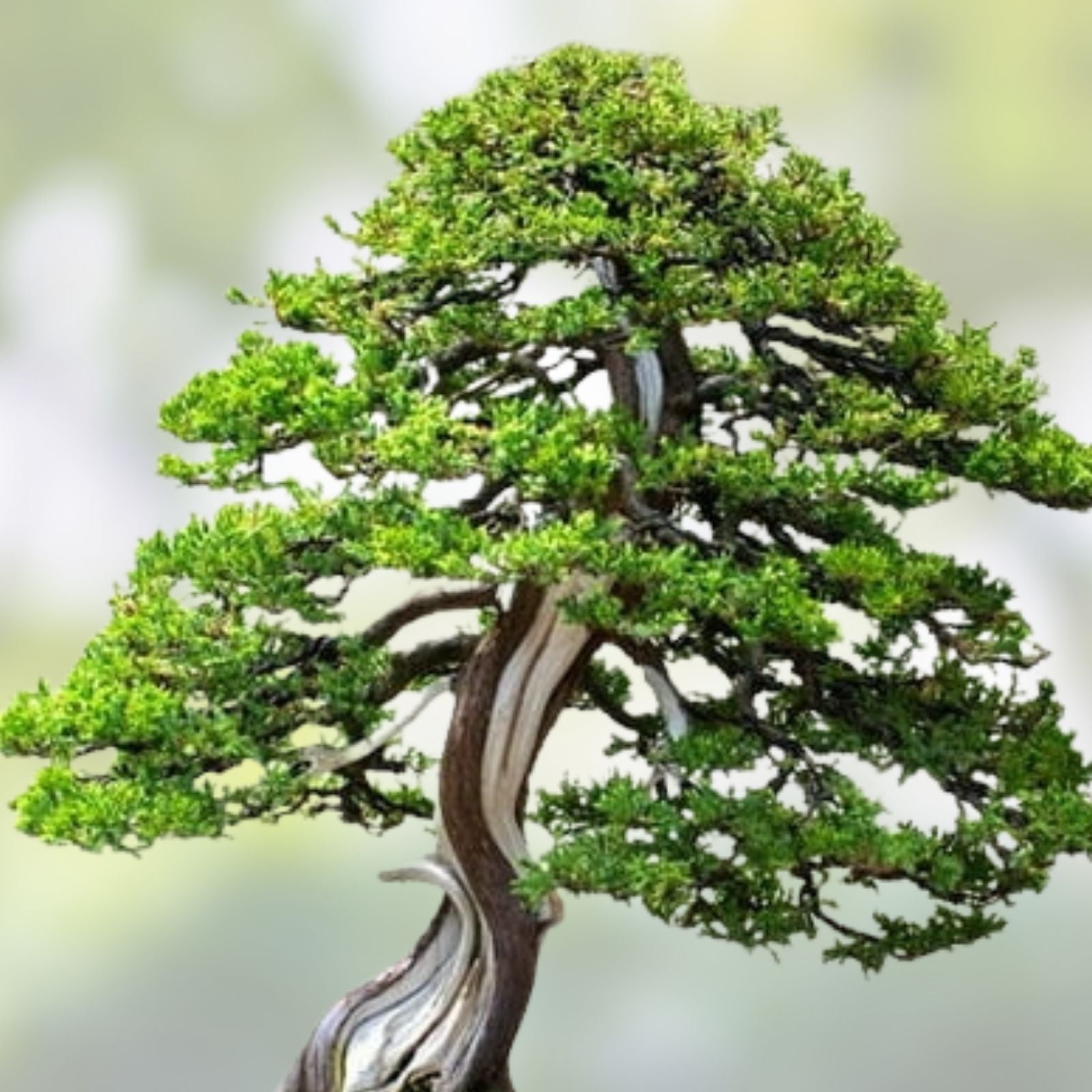 Bonsai Juniper Tree Seeds - 10 Premium Juniperus spp. Seeds for Cultivation and Bonsai Growing