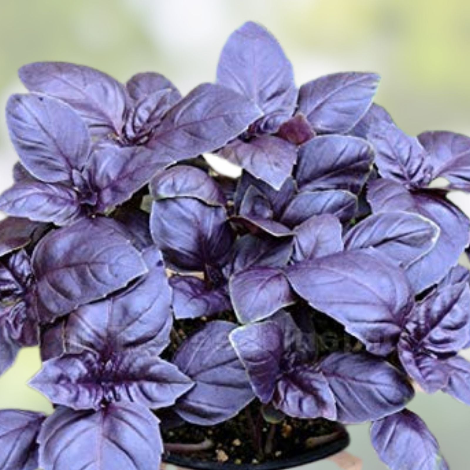 Purple Basil Herb Seeds 200 Count, Ocimum basilicum 'Dark Opal', Culinary Herb for Home Gardening and Cooking