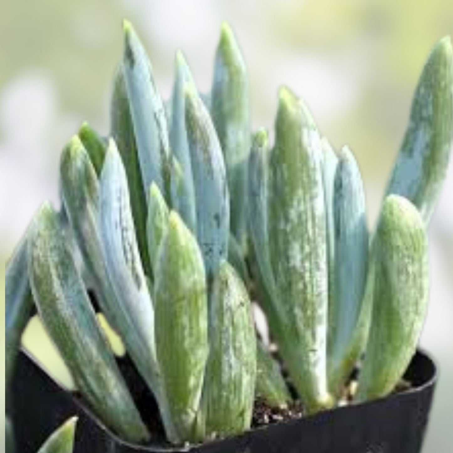 Blue Chalk Sticks Succulent Cuttings - Senecio Mandraliscae - 2 Plant DIY Arrangements, Succulent Propagation, Easy Care Plants