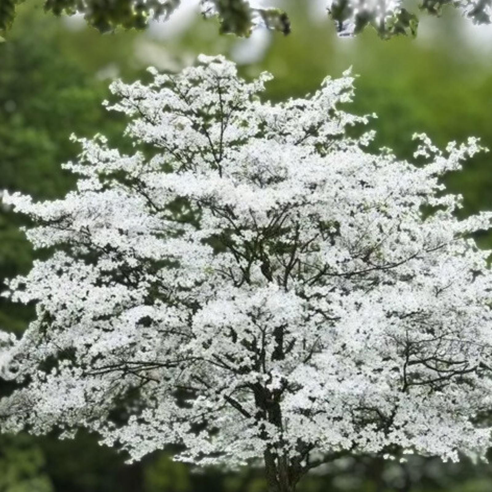 Cherokee Princess Dogwood Tree - 18+ Inch Live Plant - Cornus florida - White Flowering Bare Root Tree