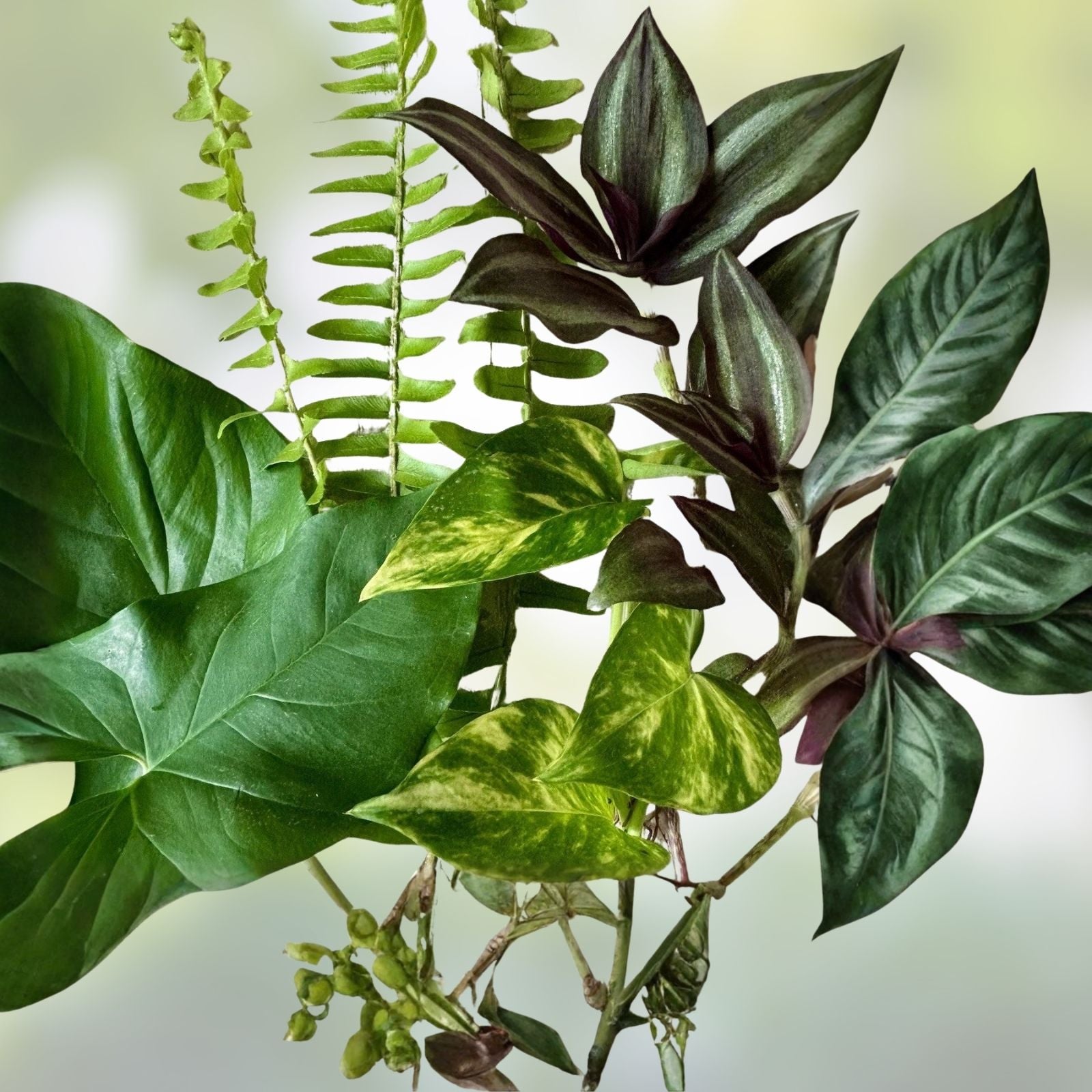 Rooted Plant Cuttings 15 Variety Pack Pothos Ferns Wandering Jew Epipremnum aureum Nephrolepis exaltata Tradescantia zebrina