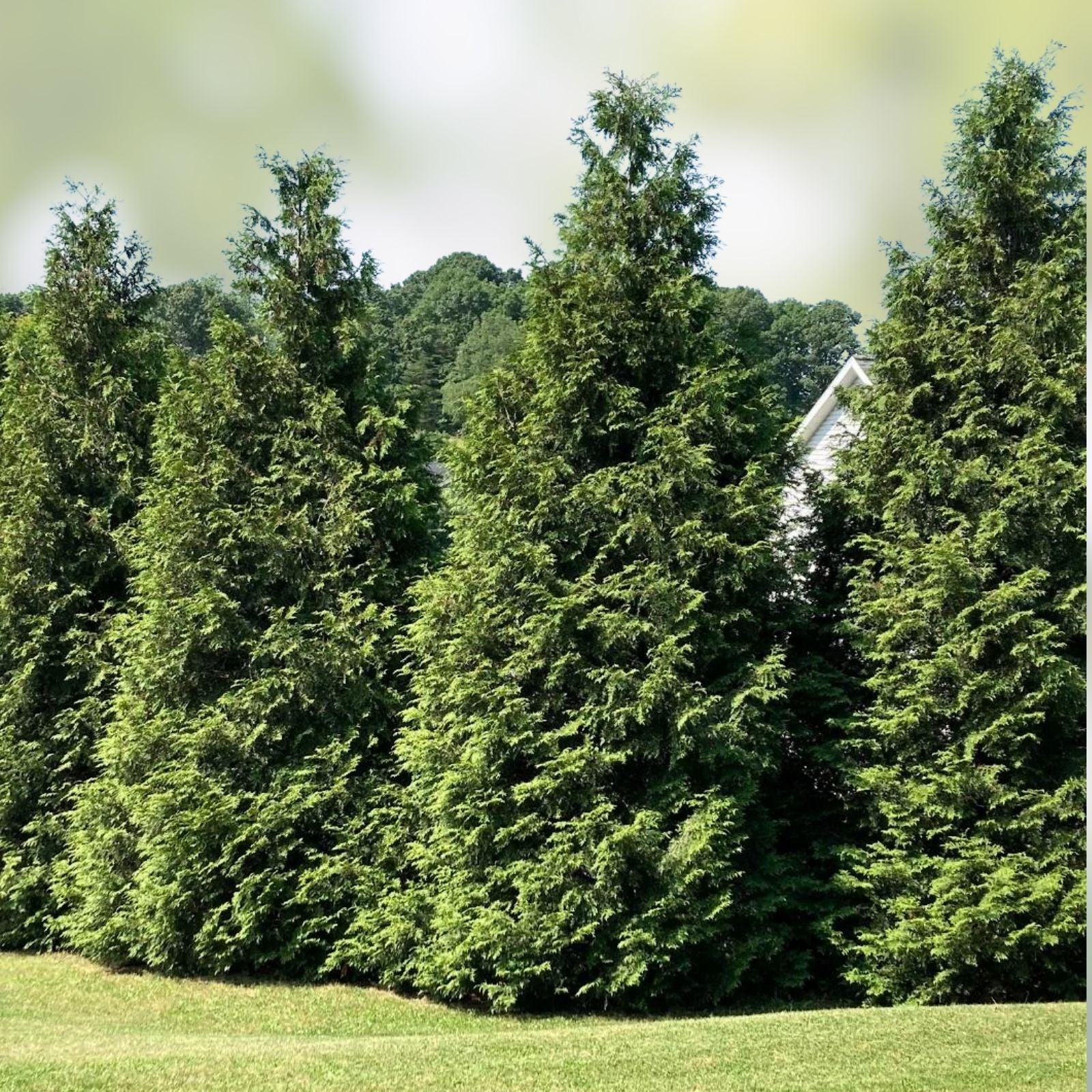 Green Giant Arborvitae Starter Plants Set of 2, Thuja Standishii Plicata, Fast-Growing Evergreen Privacy Trees