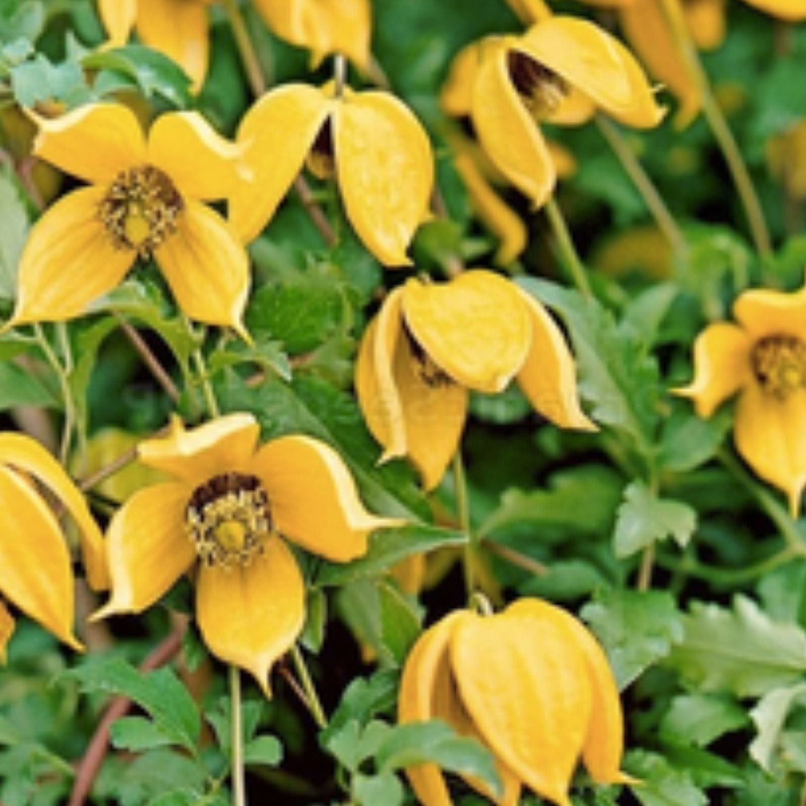 Golden Clematis Seeds for Planting, 30 Seeds, Clematis tangutica, Flowering Vine, Perennial Garden Plant
