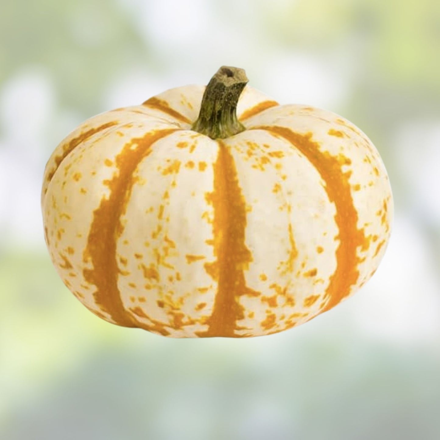 Dwarf Tiger Striped Gourd Seeds - 10 Rare Vegetable Seeds - Cucurbita pepo - Unique Ornamental and Edible Gourds