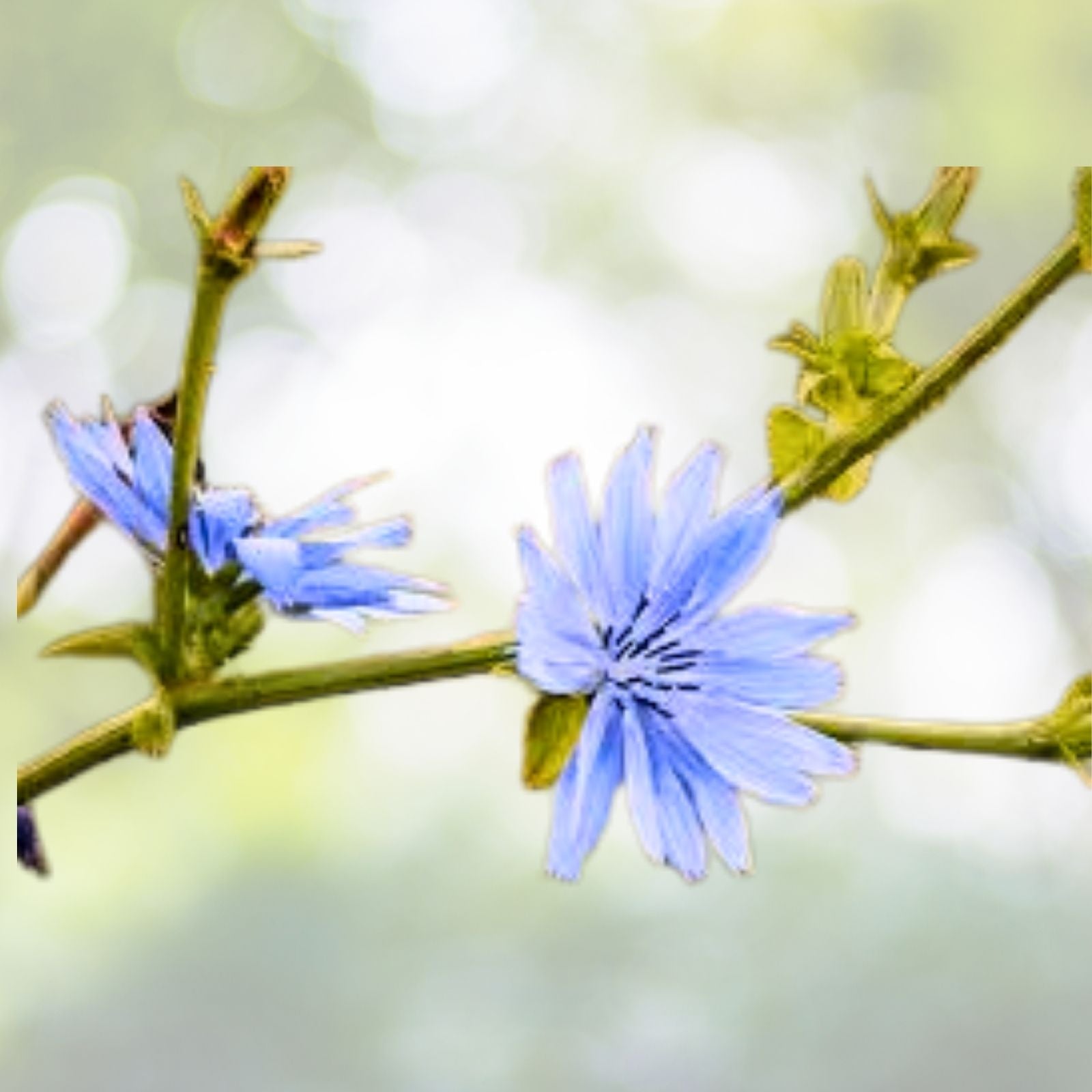 Chicory Seeds – NON-GMO Heirloom Oasis Variety – Fresh Flower Seeds – Cichorium intybus