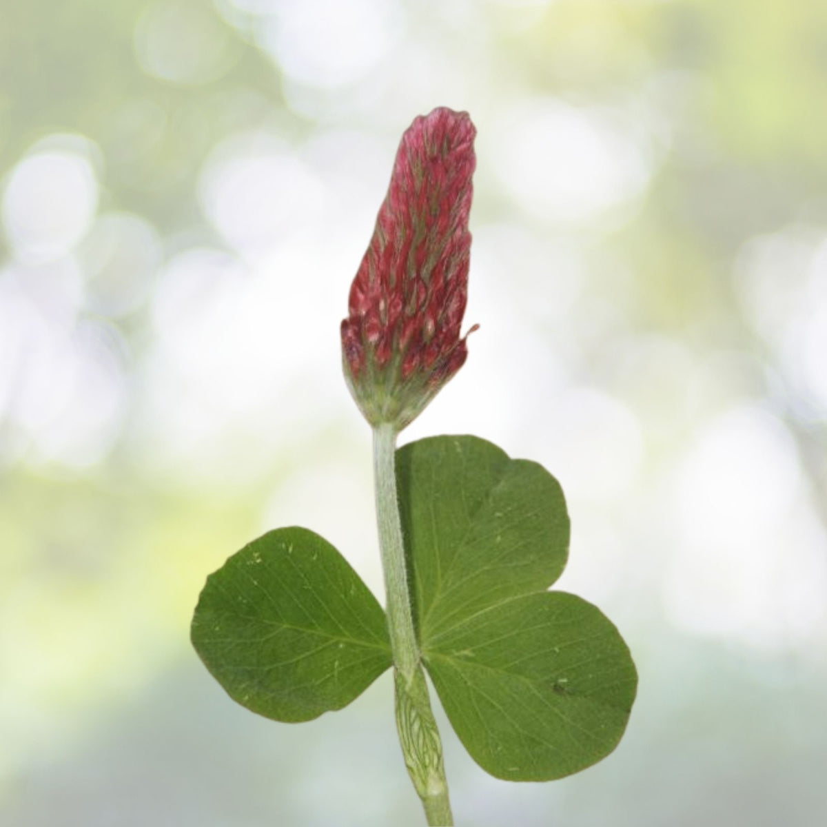 Crimson Clover Seeds | NON-GMO Heirloom Cover Crop | Trifolium incarnatum | Organic Garden Seeds