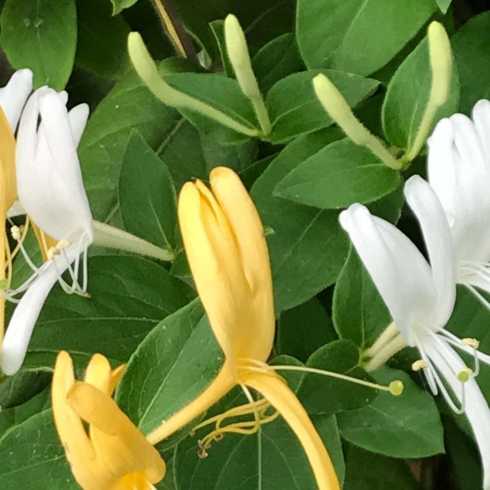 Japanese Honeysuckle Vine Cuttings - 8" Live Starter Clippings - Organic Lonicera japonica - Garden Planting Material