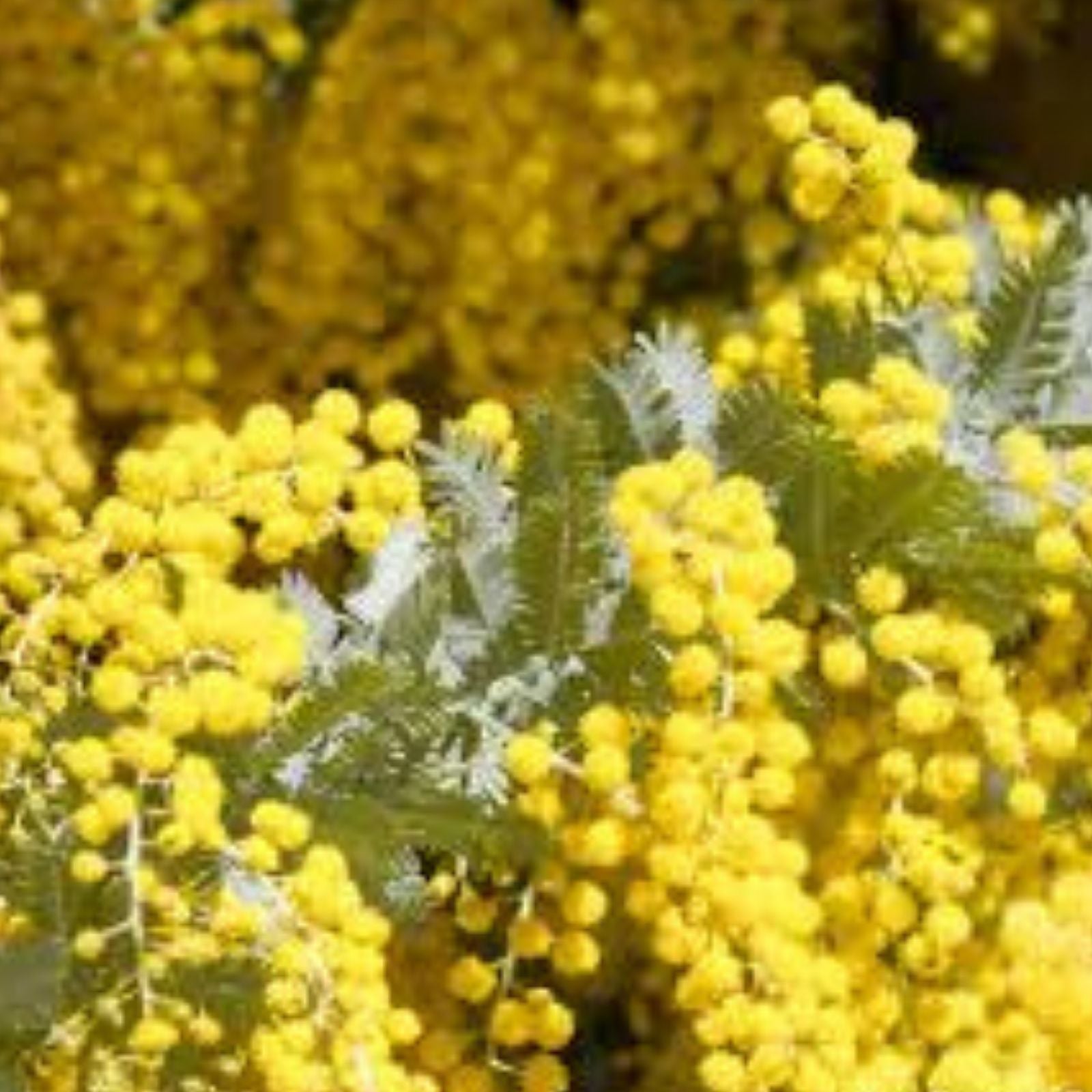 Golden Mimosa Tree Seeds 30 Pack - Acacia baileyana Drought-Tolerant Ornamental Tree for Gardens and Landscaping