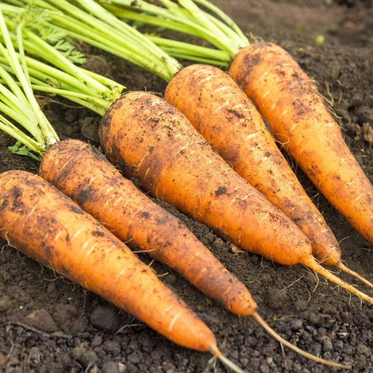 Heirloom Carrot Seeds 50+ Organic Non-GMO Danvers 126 Variety Daucus carota Vegetable Seeds