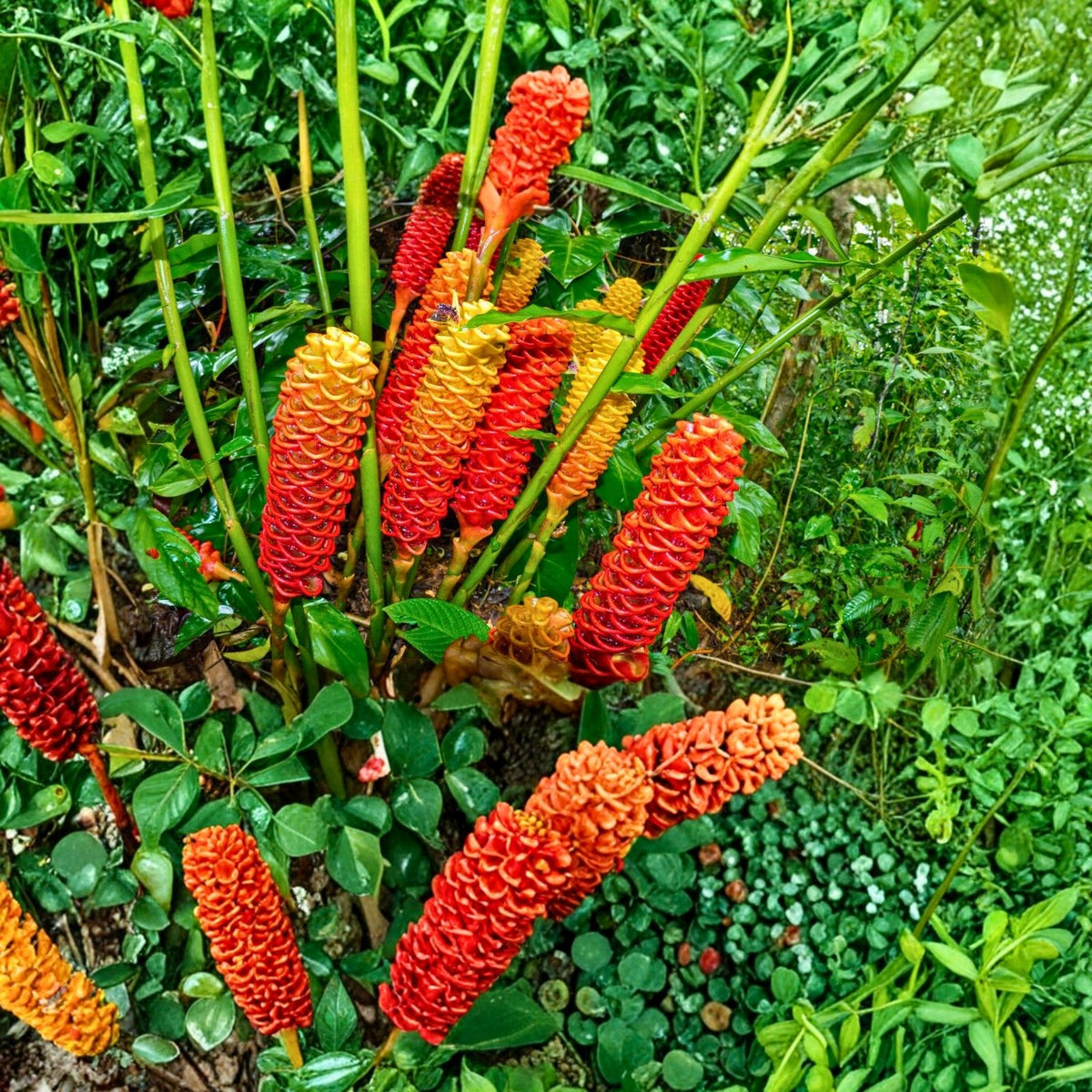 Shampoo Ginger Rhizomes - Fresh Zingiber zerumbet - Natural Shampoo Plant - Buy 2 Sets, Get 1 Free