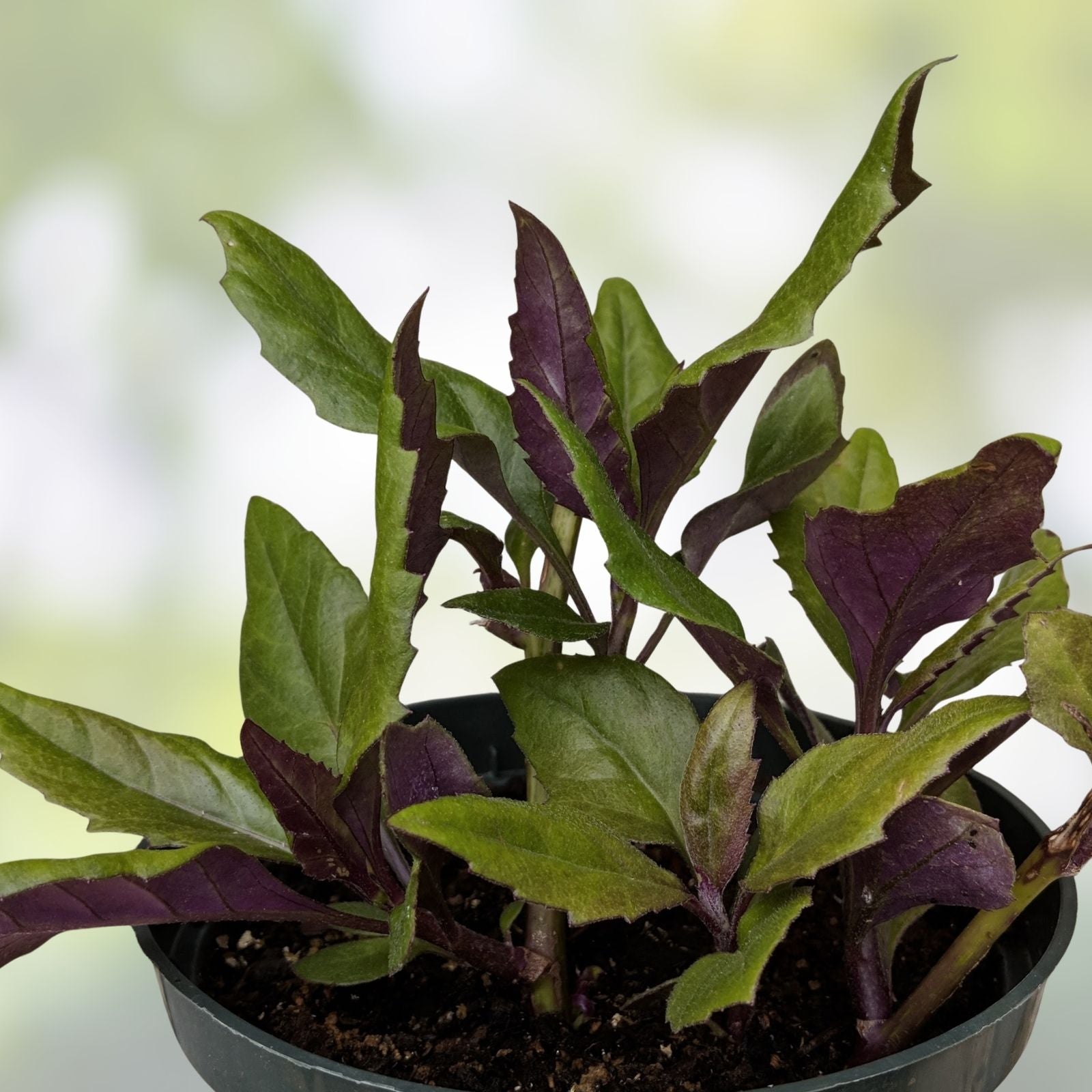 Hot Weather Spinach Collection - 12 Cuttings Okinawa, Brazilian, Longevity Edible Greens for Warm Climates