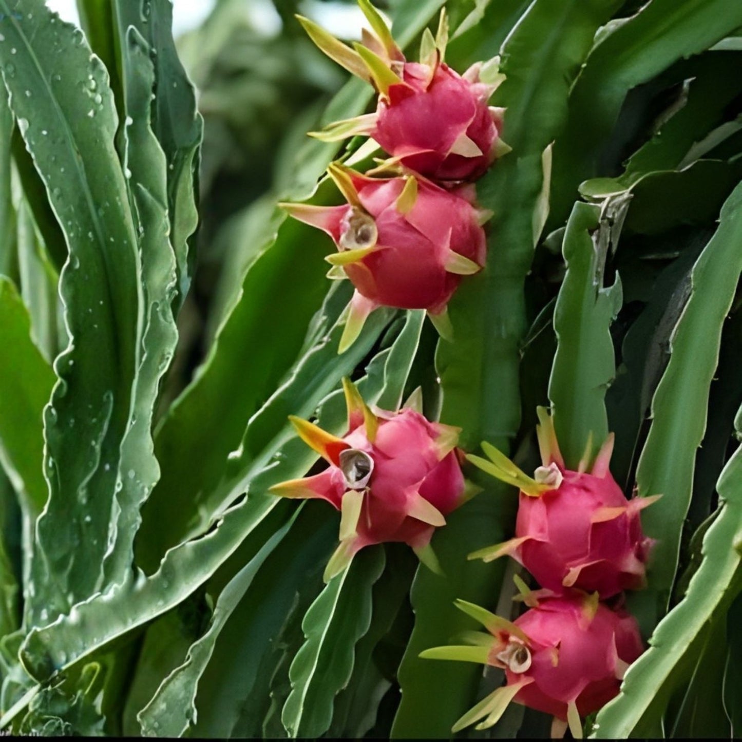 Dragon Fruit Cuttings 11 Pieces 8-14 Inches Pitaya Varieties Hylocereus spp. Tropical Fruit Plant Clippings