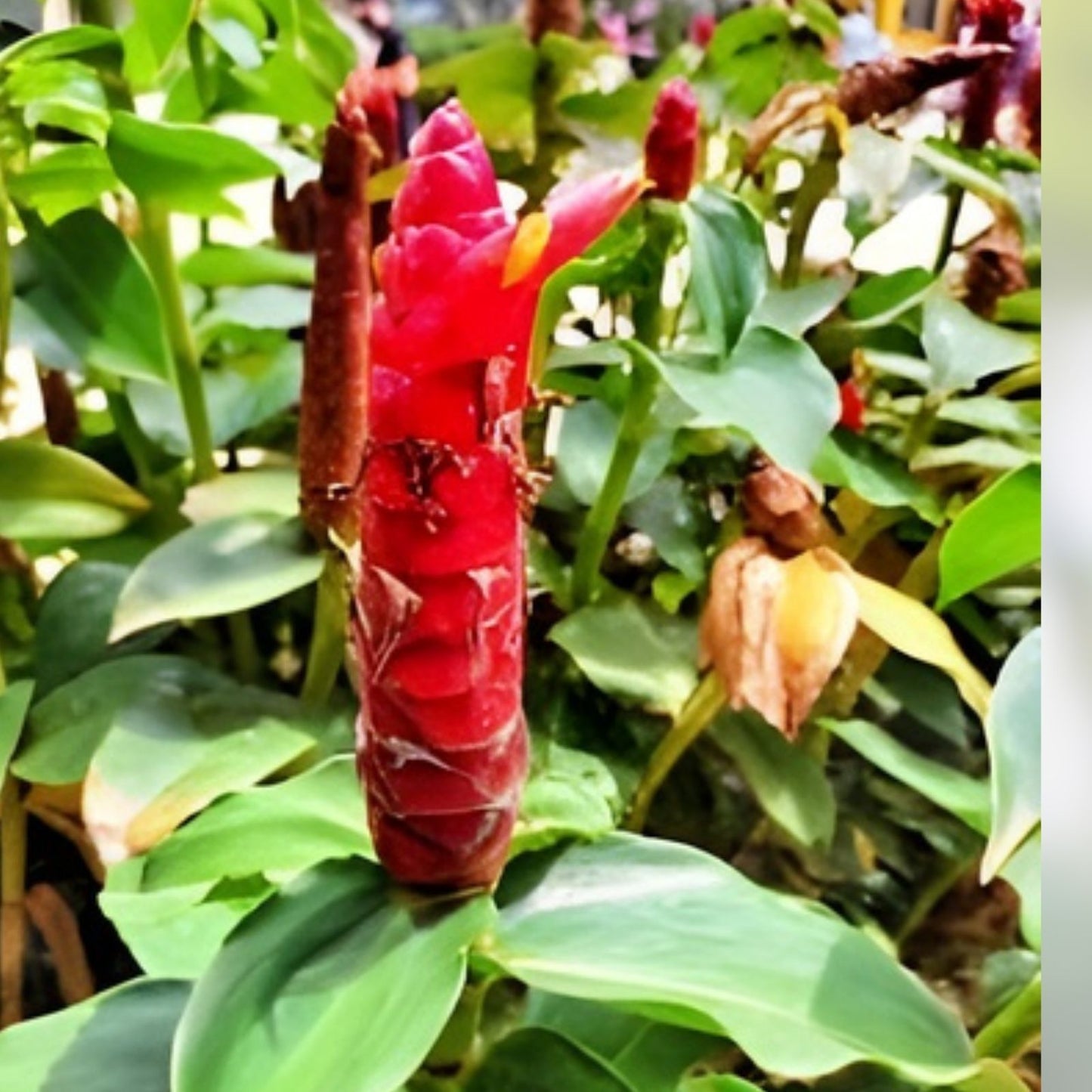 Costus Woodsonii Cuttings - 12 Organic Red Indian Head Ginger Plants - Hawaii Grown - Tropical Indoor Garden Plant