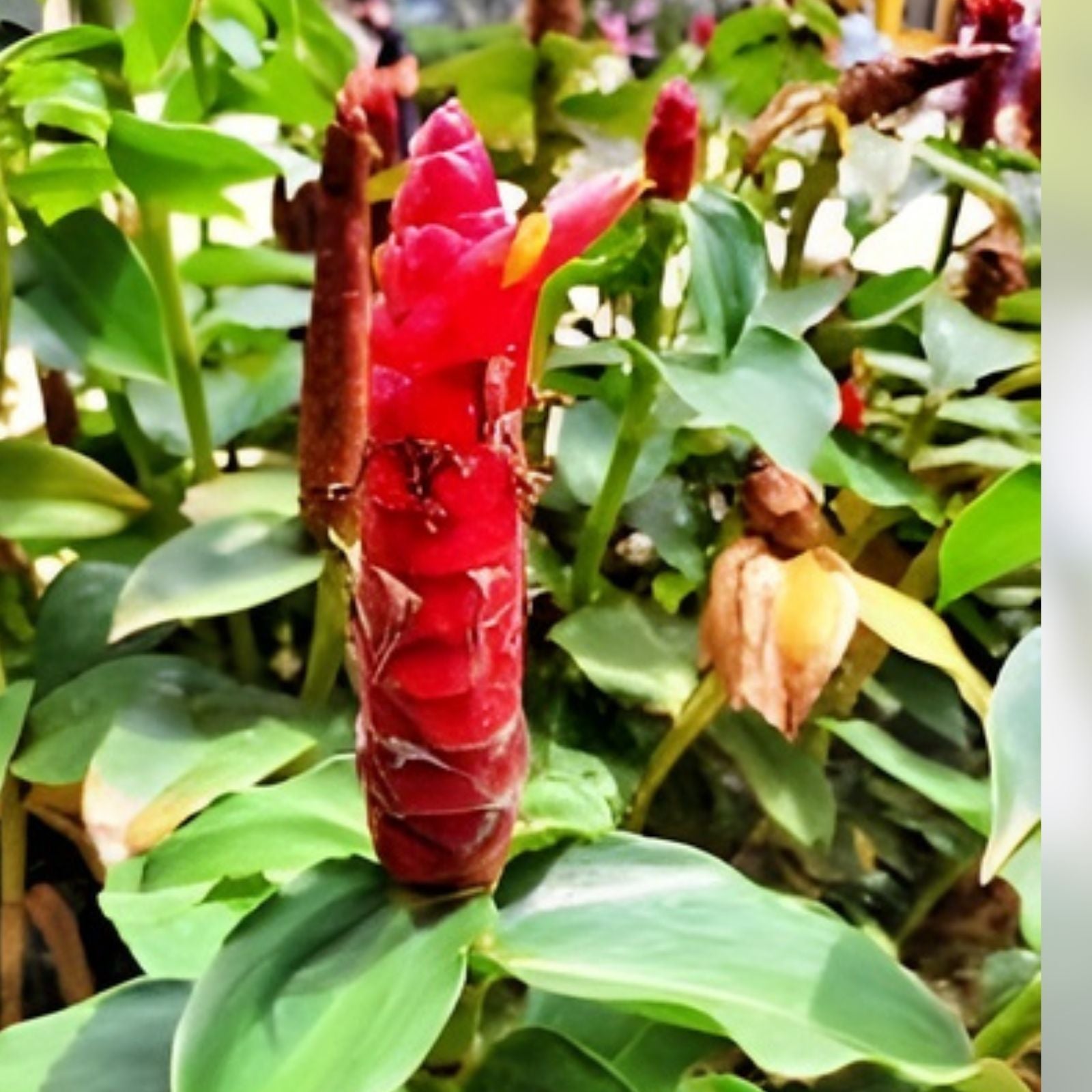 Costus Woodsonii Cuttings - 12 Organic Red Indian Head Ginger Plants - Hawaii Grown - Tropical Indoor Garden Plant