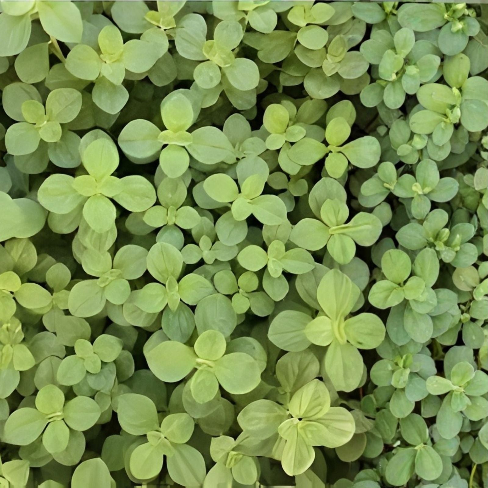 Meprobamato Boldo Fresh Cuttings for Propagation - Medicinal Herb - 4 Cuttings - Botanical Plant Material