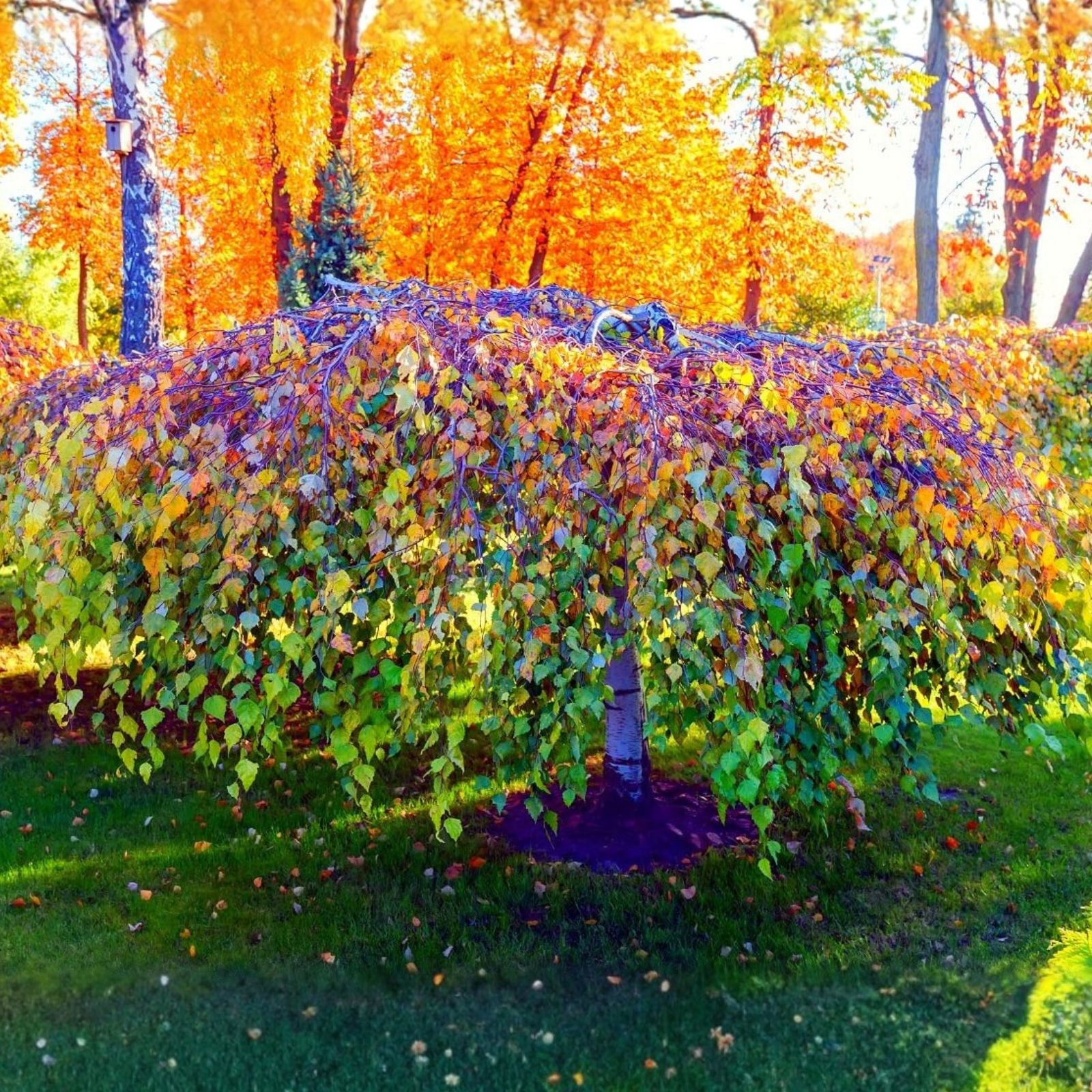 Weeping Silver Birch Tree Seeds | 250+ Betula pendula Seeds for Planting | High Germination Rate