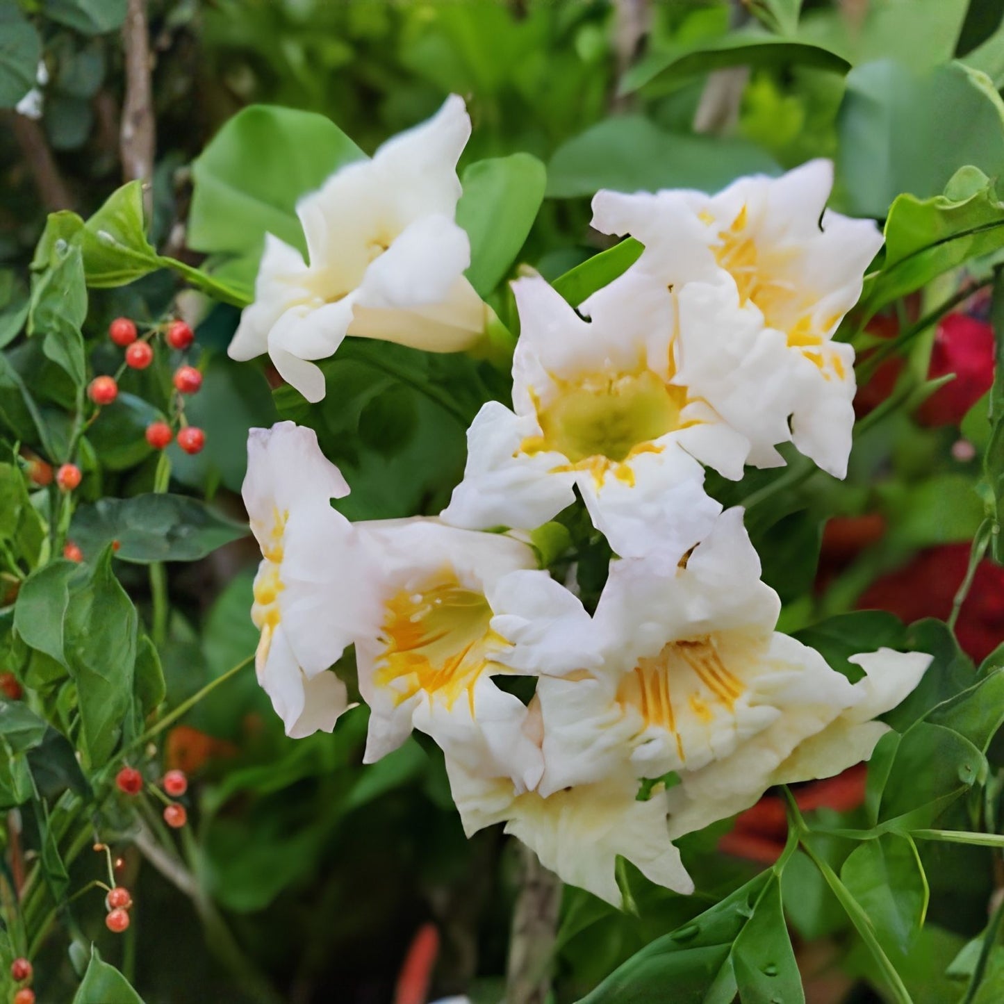 White Trumpet Bush Seeds 20 Pack | Fragrant White Flowers | Tecoma stans | Ornamental Shrub Seeds